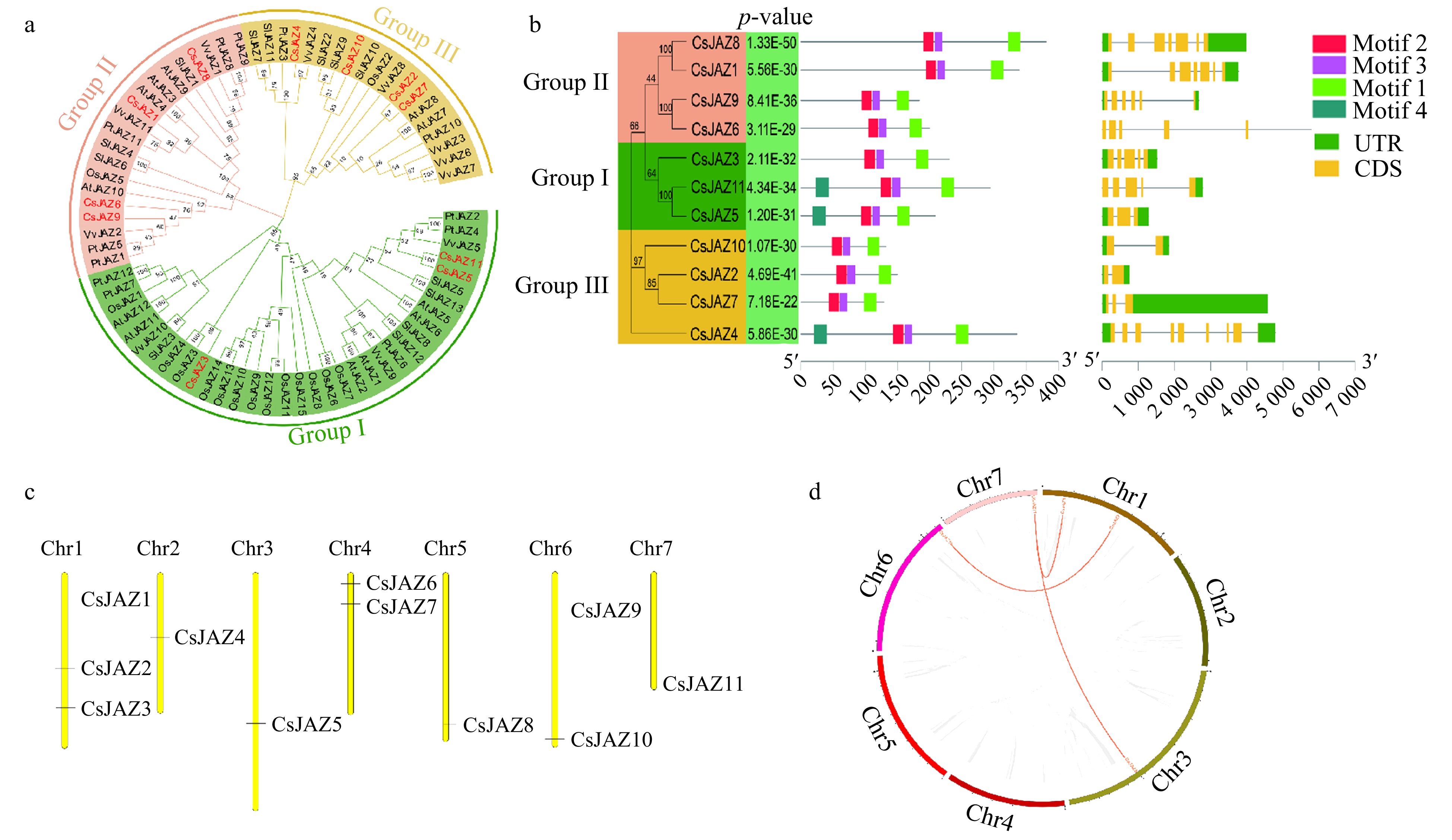 Study Of Jasmonate Zim Domain Gene Family To Waterlogging Stress In Cucumis Sativus L