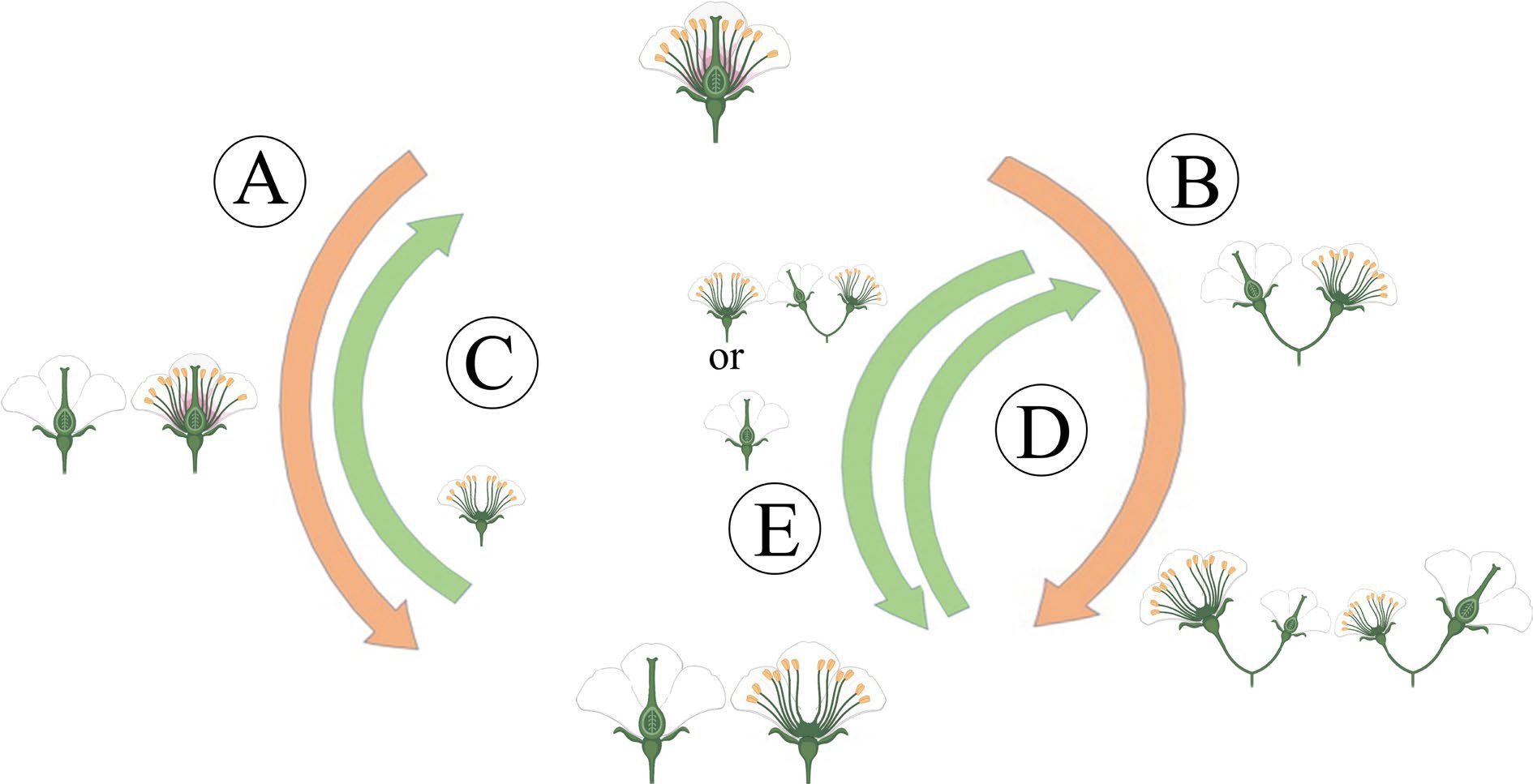 Evolution Of Plant Sex And Molecular Mechanisms Underlying Plants Sex