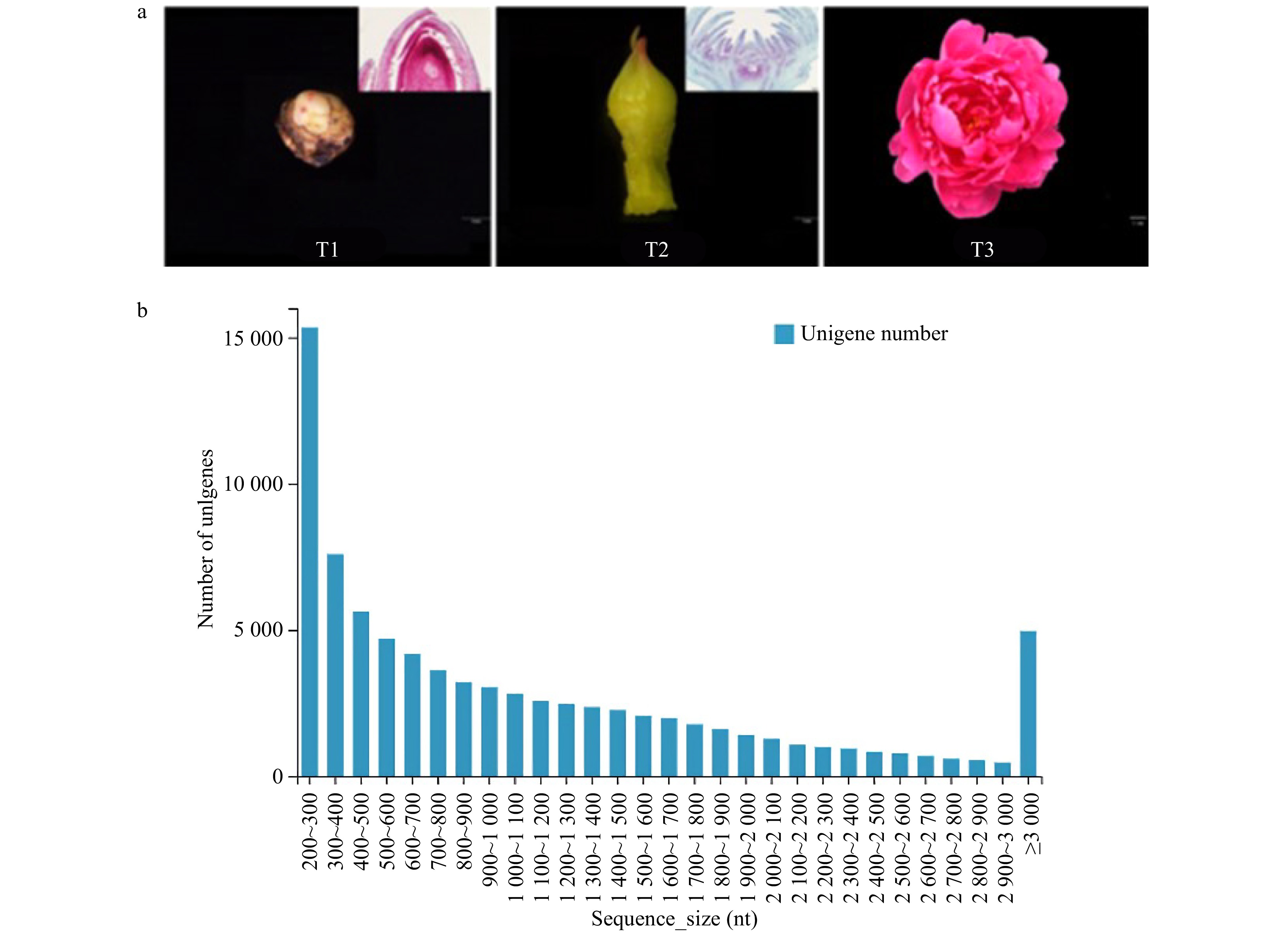 Identification And Functional Verification Of PlFT Gene Associated With