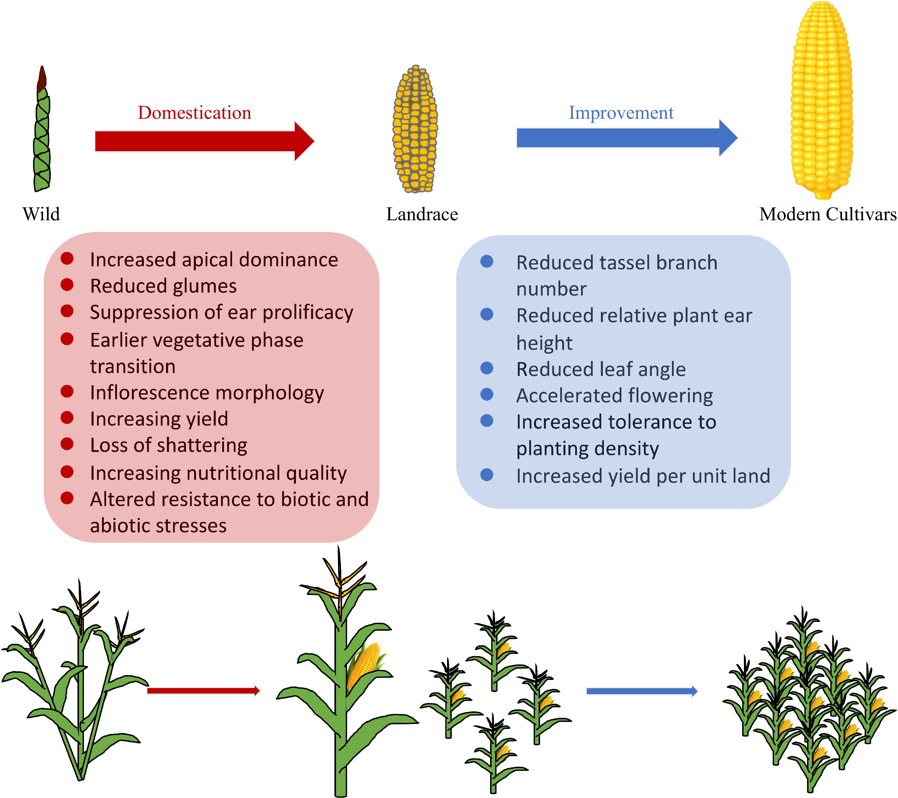 Genomic Landscape Of Maize Domestication And Breeding Improvement