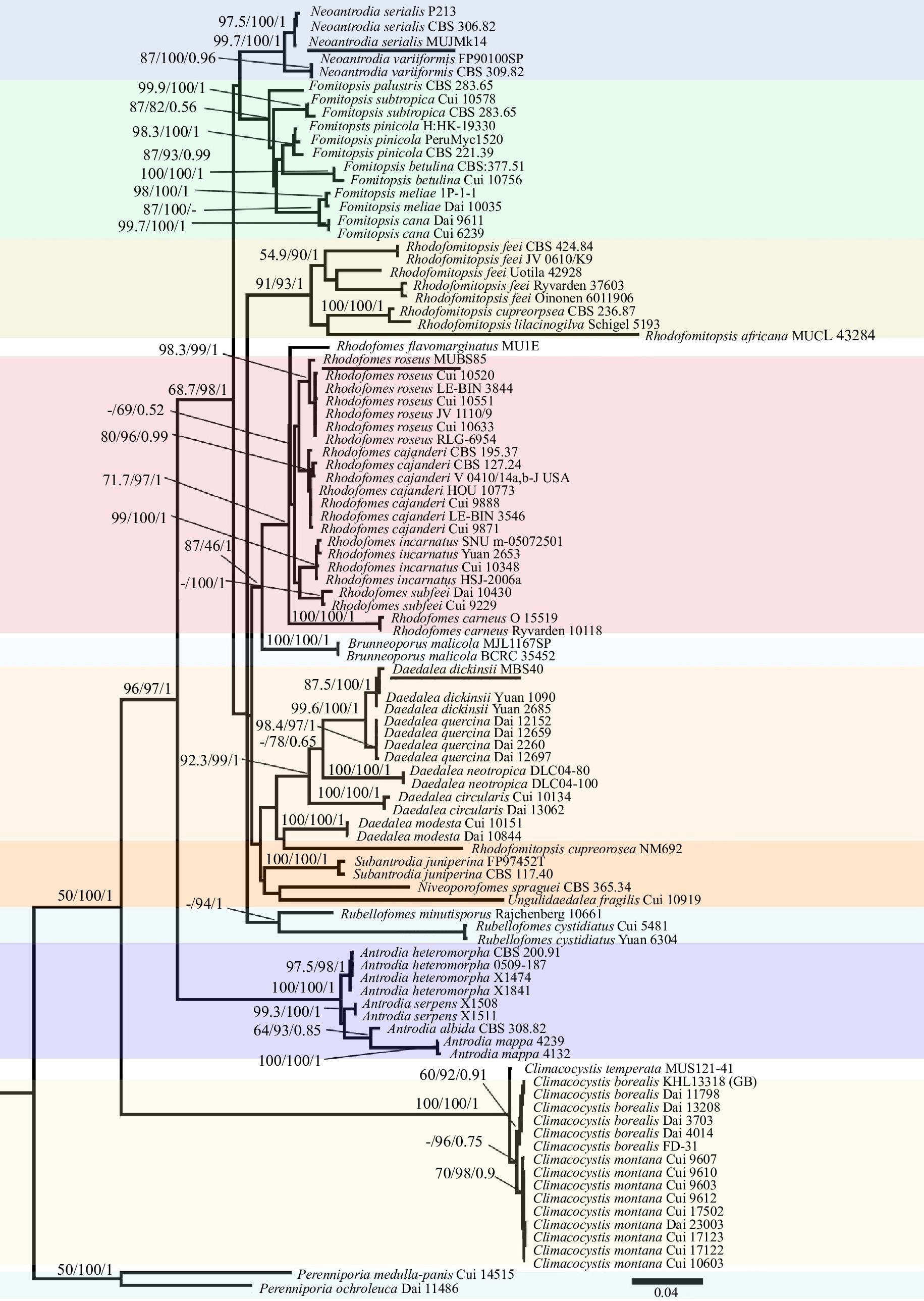 Morphology And Multigene Phylogeny Reveal Two Novel Species And Three