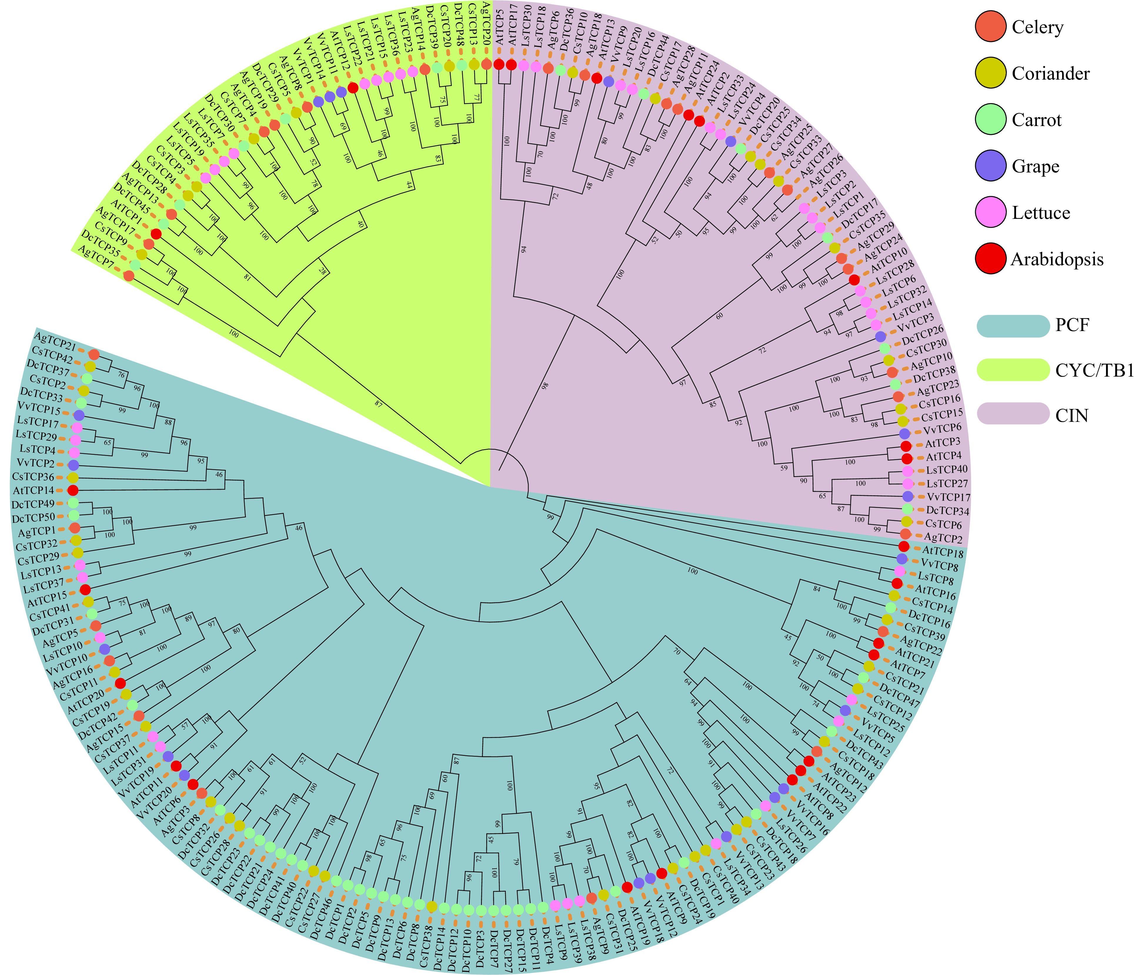 Comparative analysis of the TCP gene family in celery, coriander and