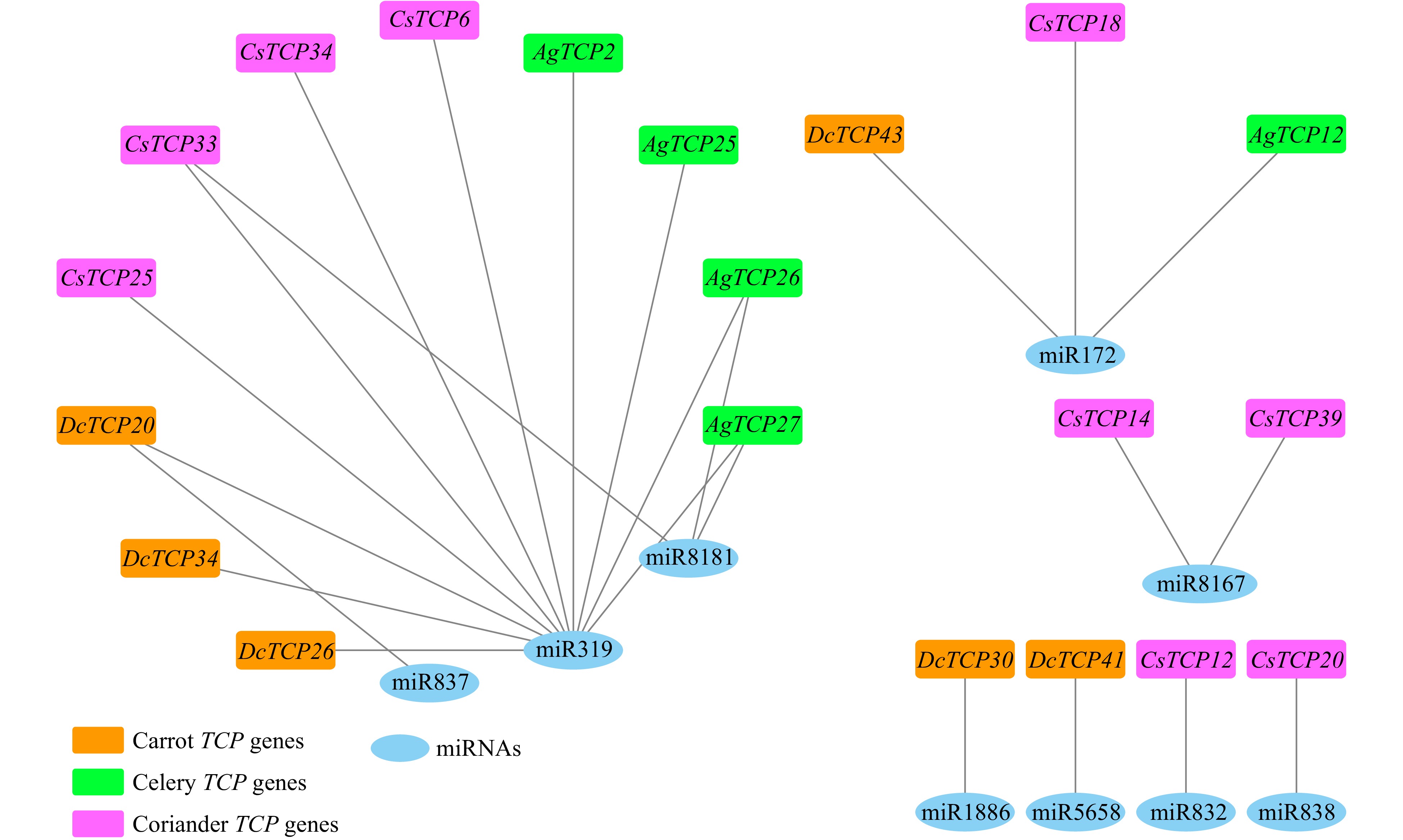 Comparative analysis of the TCP gene family in celery, coriander and