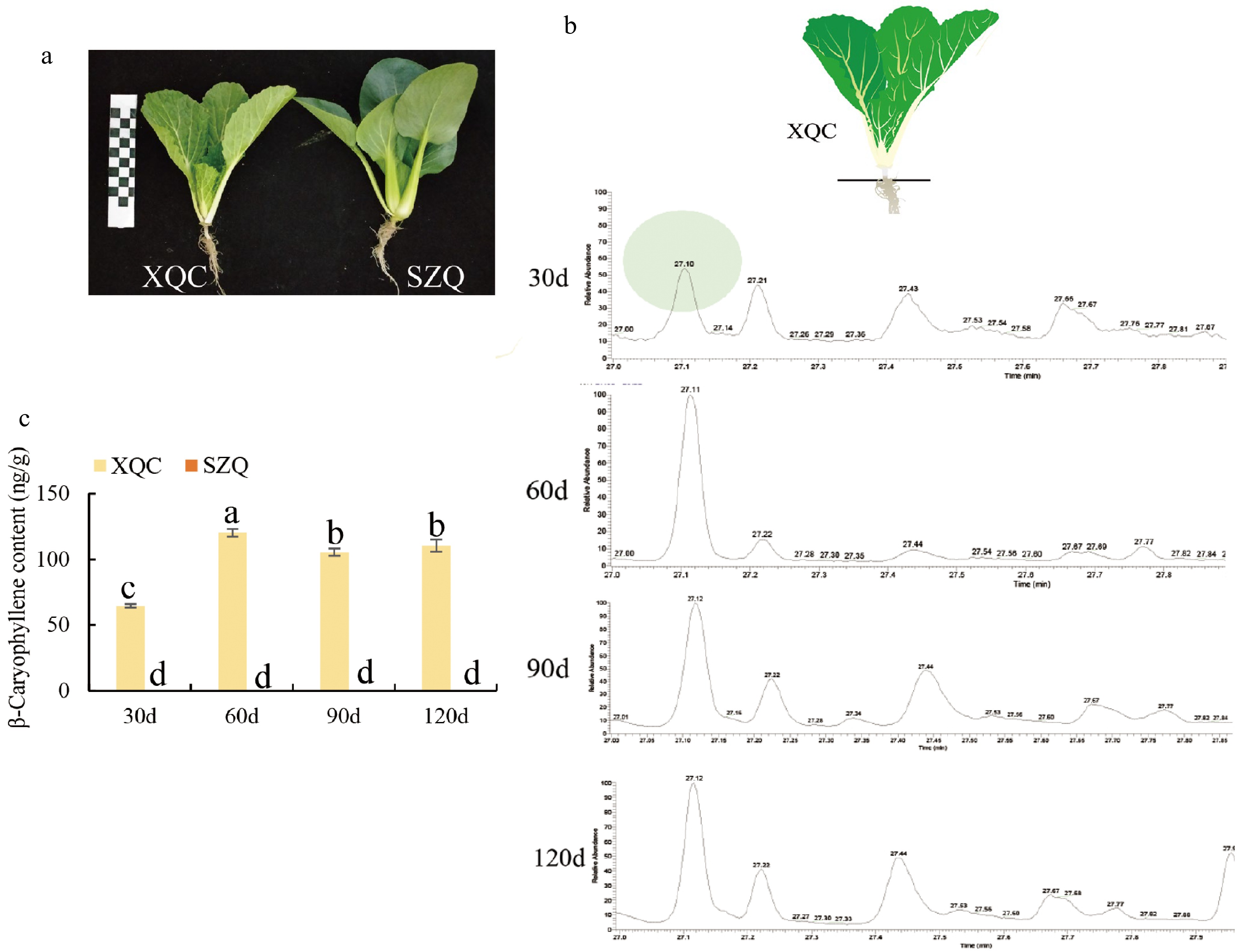 Comparative Transcriptome Based Identification And Expression Analysis