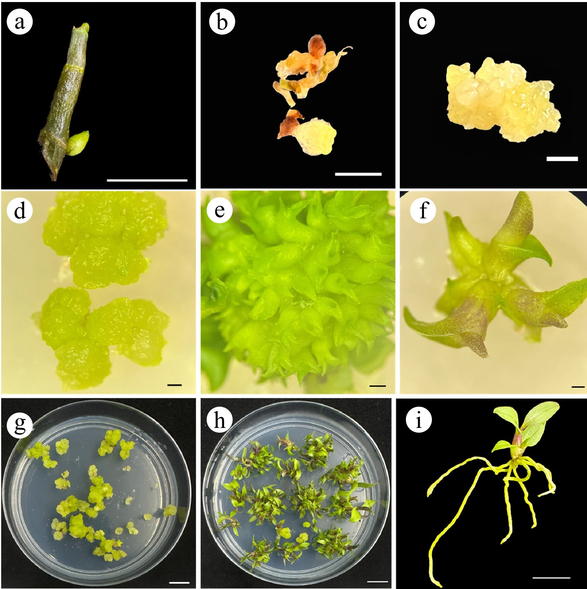 The establishment of a micropropagation system for