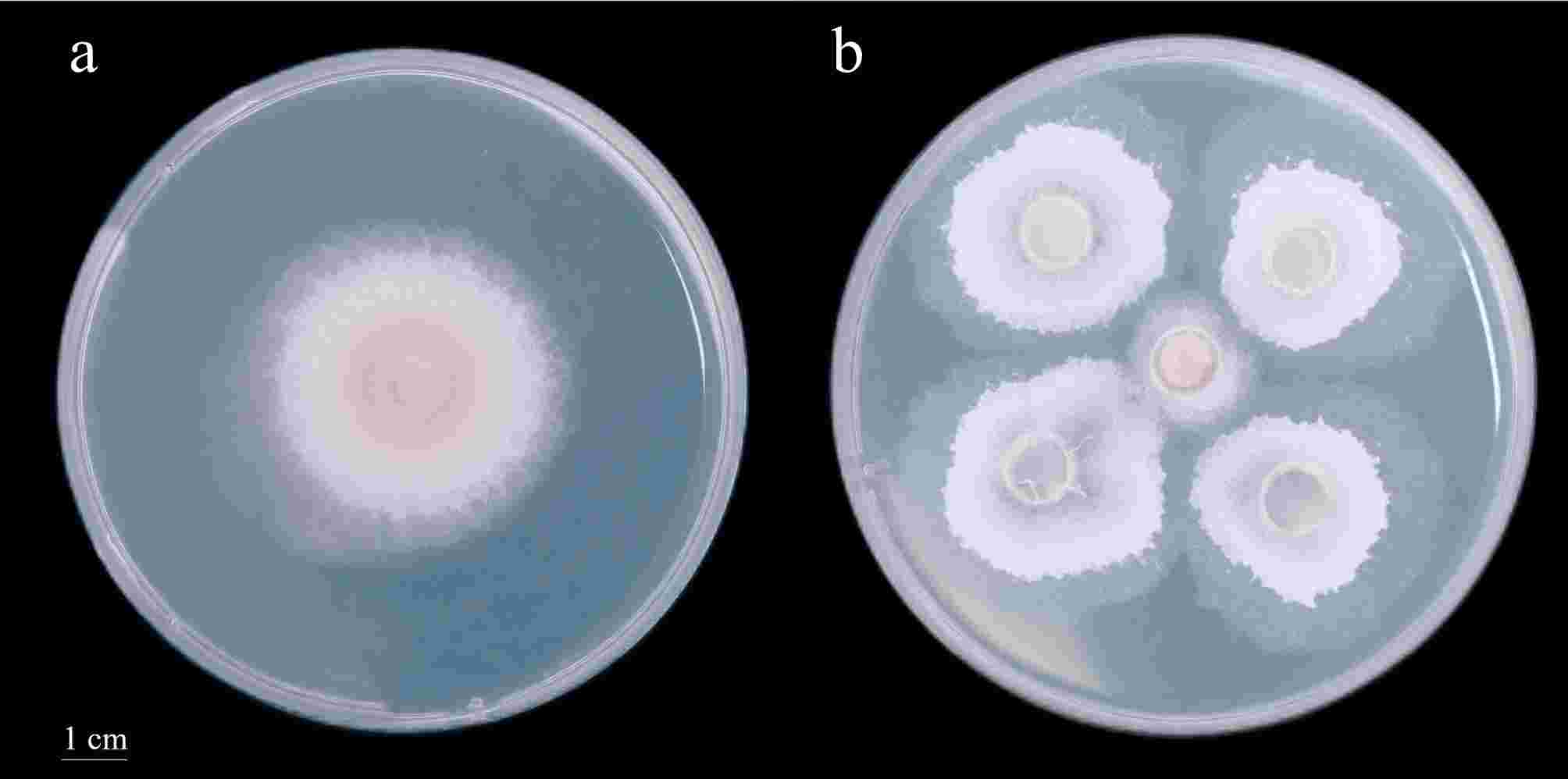 ユキ 直筆サイン入りポスター ユウ』◇ P46-125.png