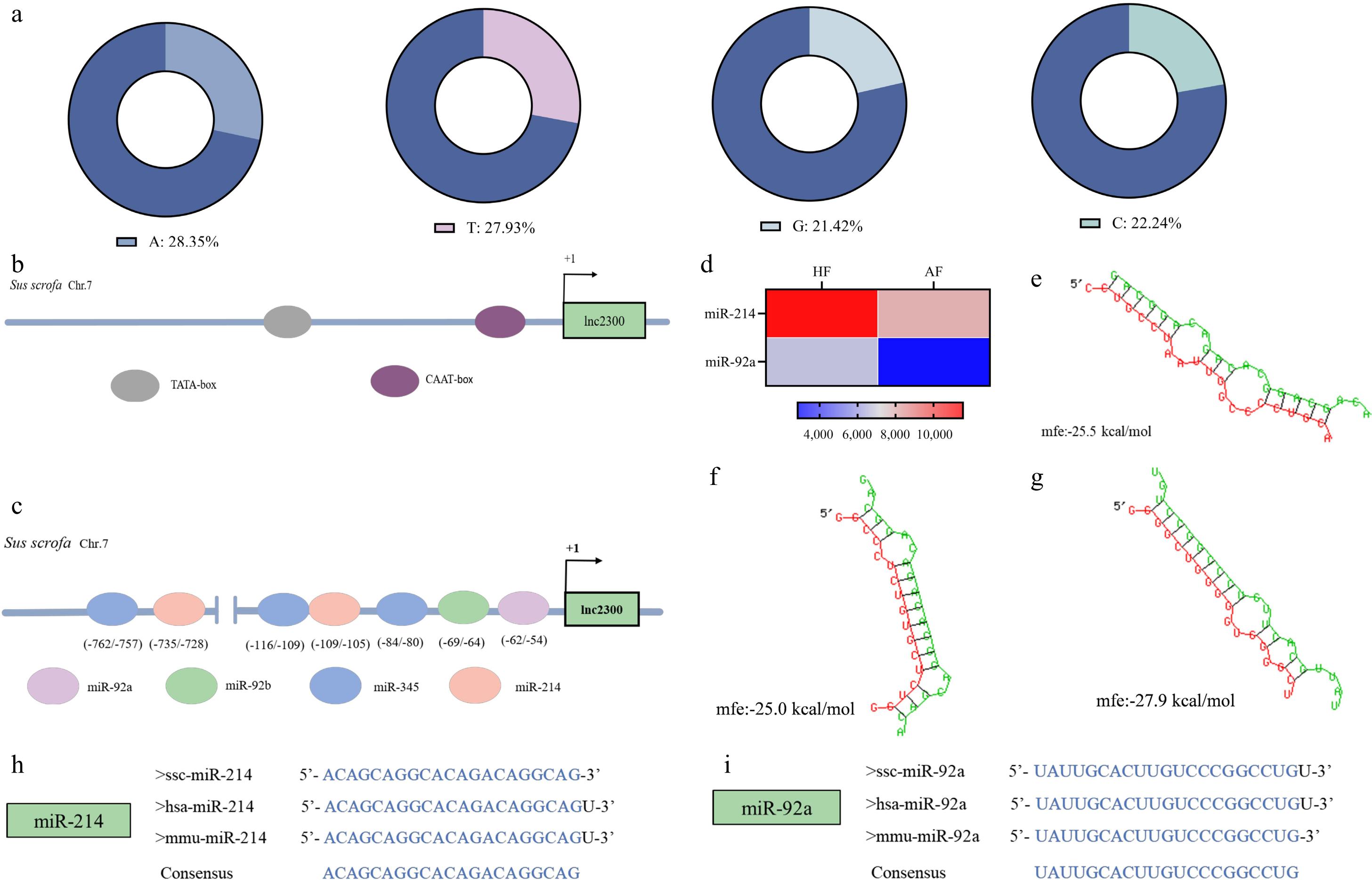 lnc2300 mediates the induction of granulosa cell apoptosis