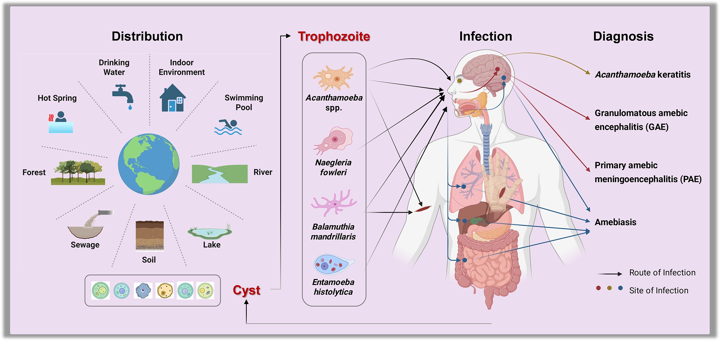 Graphical Abstract
