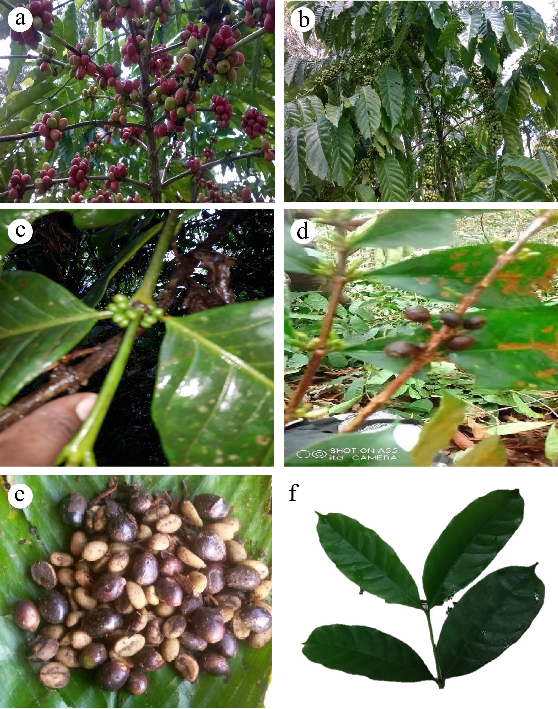Exploring The Connection Between Canephora & Robusta - Perfect Daily Grind