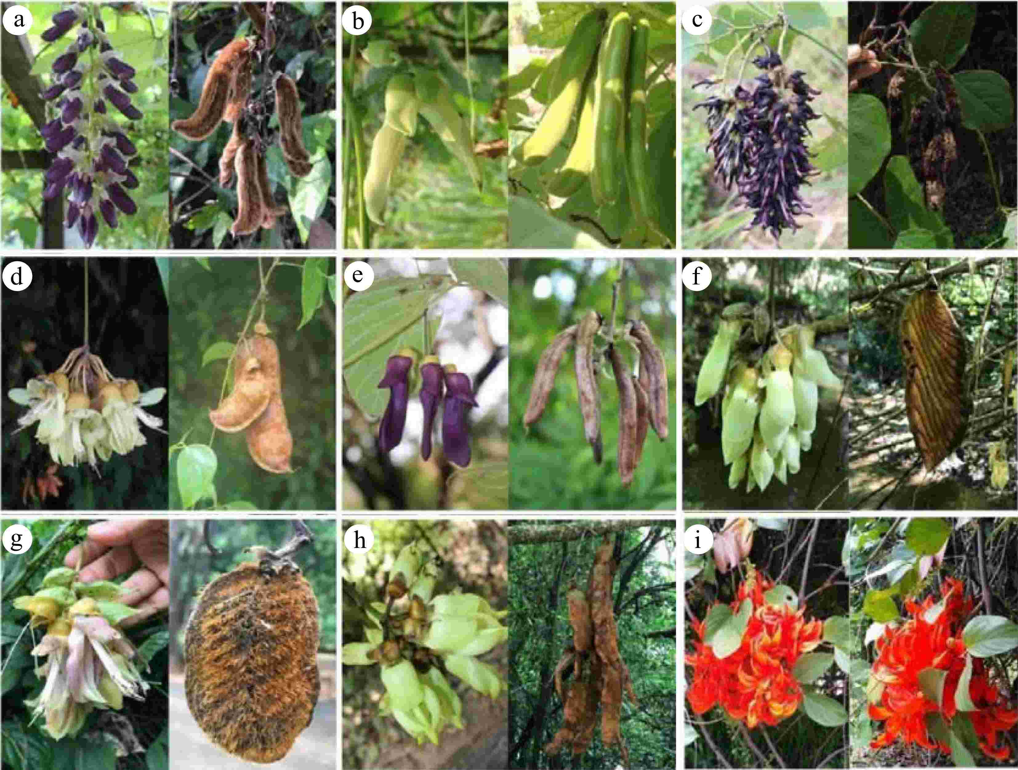 Harnessing the potential of Mucuna cover cropping a comprehensive review of  its agronomic and environmental benefits