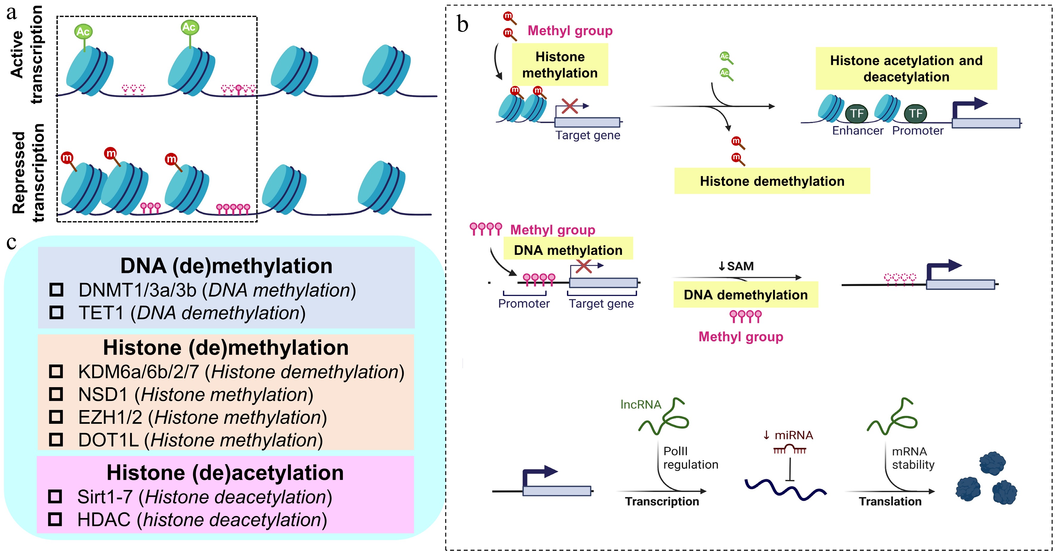 Targeting epigenetic modifiers in osteoarthritis from