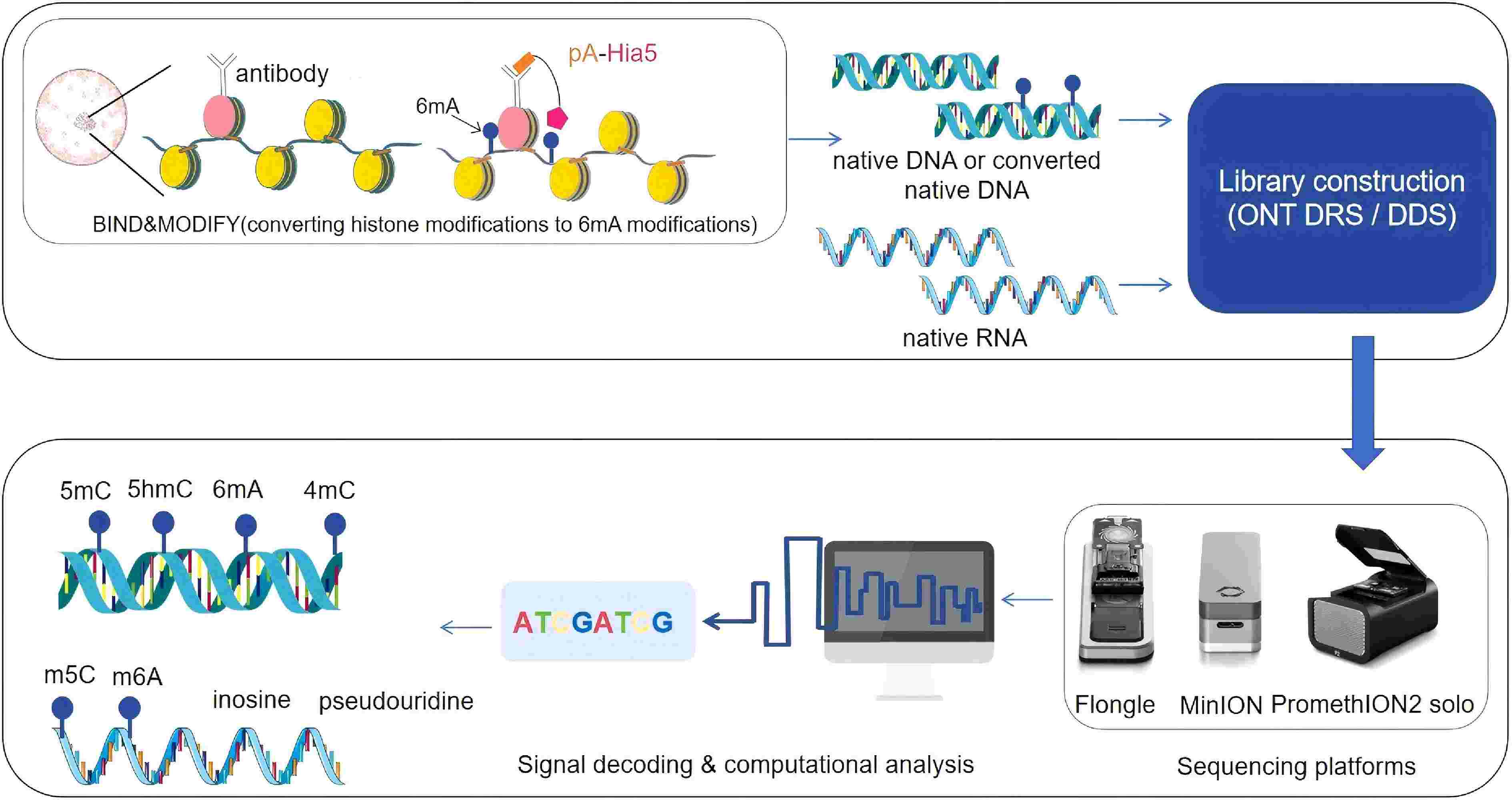 Advantages of Oxford Nanopore Technologies direct DNA/RNA sequencing for  epigenetic profiling over traditional technologies