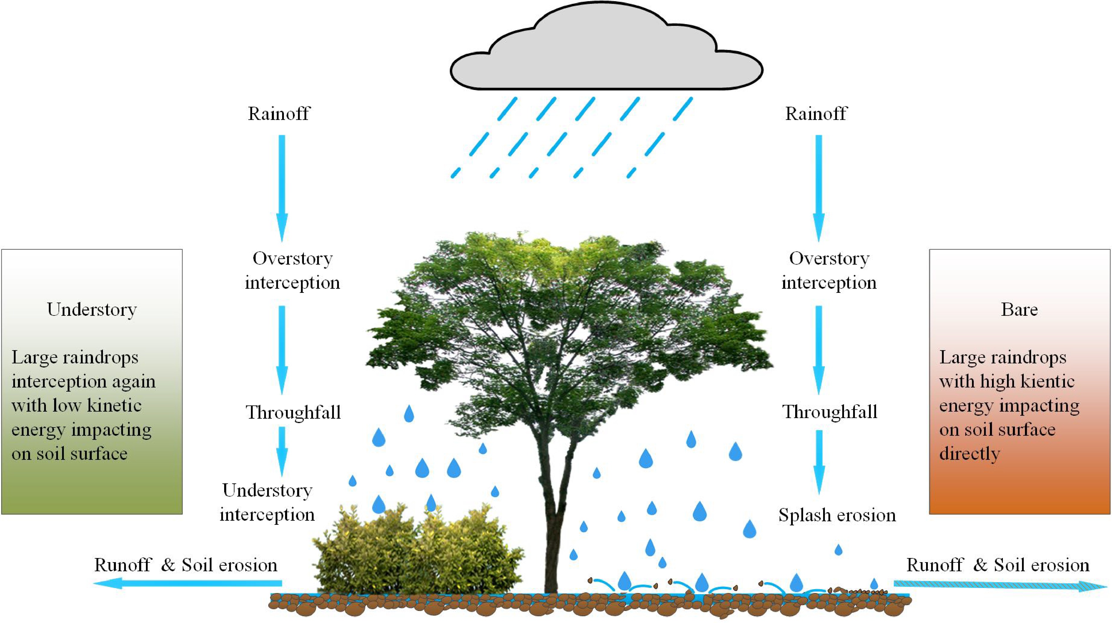 PDF) The effects of partial throughfall exclusion on canopy processes,  aboveground production, and biogeochemistry of an  forest