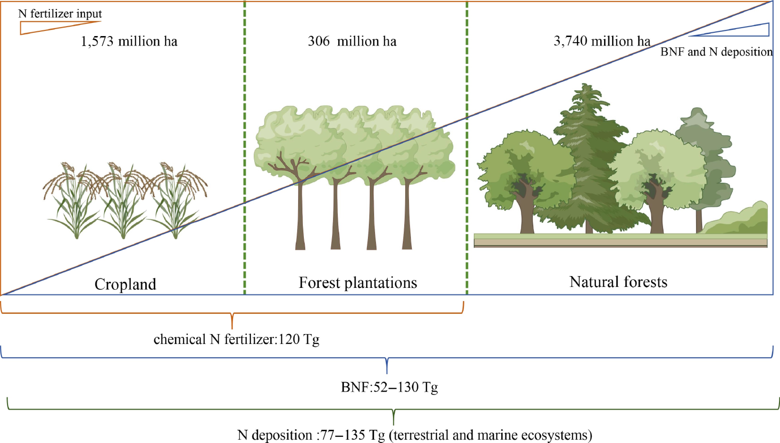 Optimizing nitrogen use efficiency in forest plantations