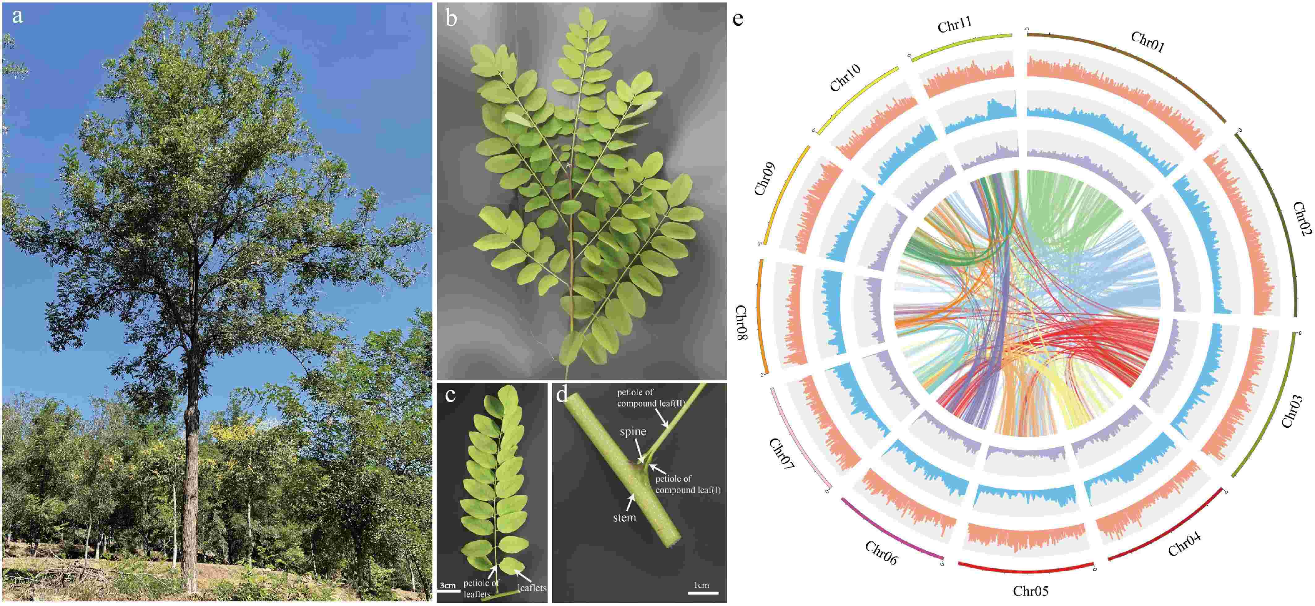 Genome and transcriptomics provide insights on stipular spine
