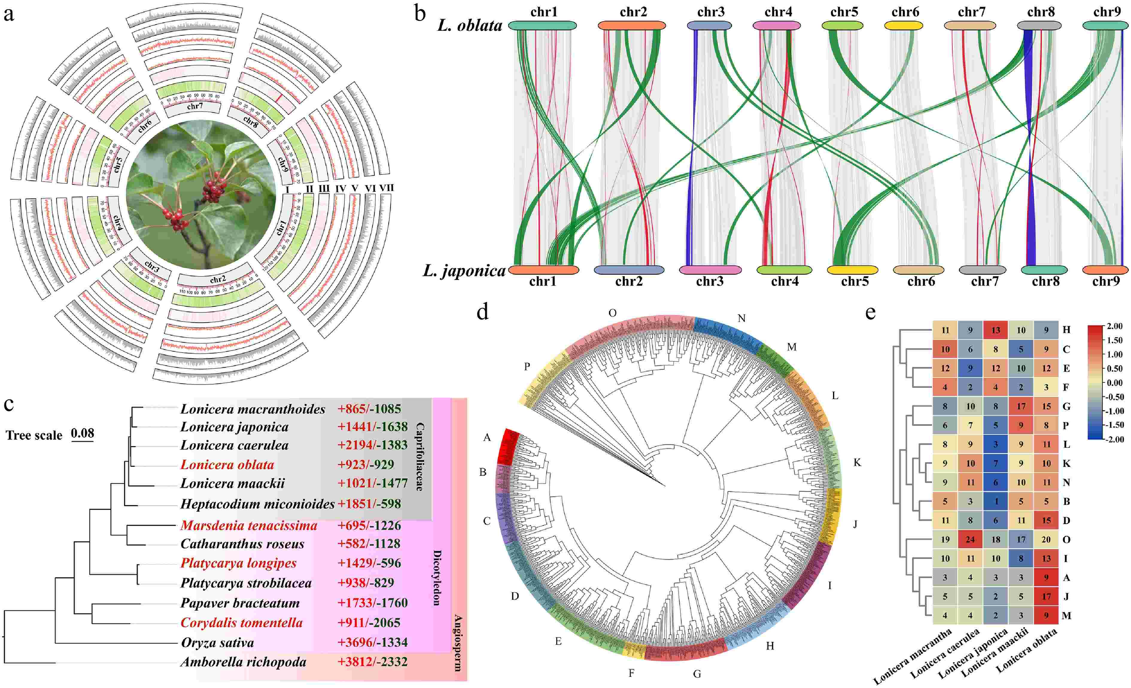 Survival at the edge genomic vulnerability and genetic purging of