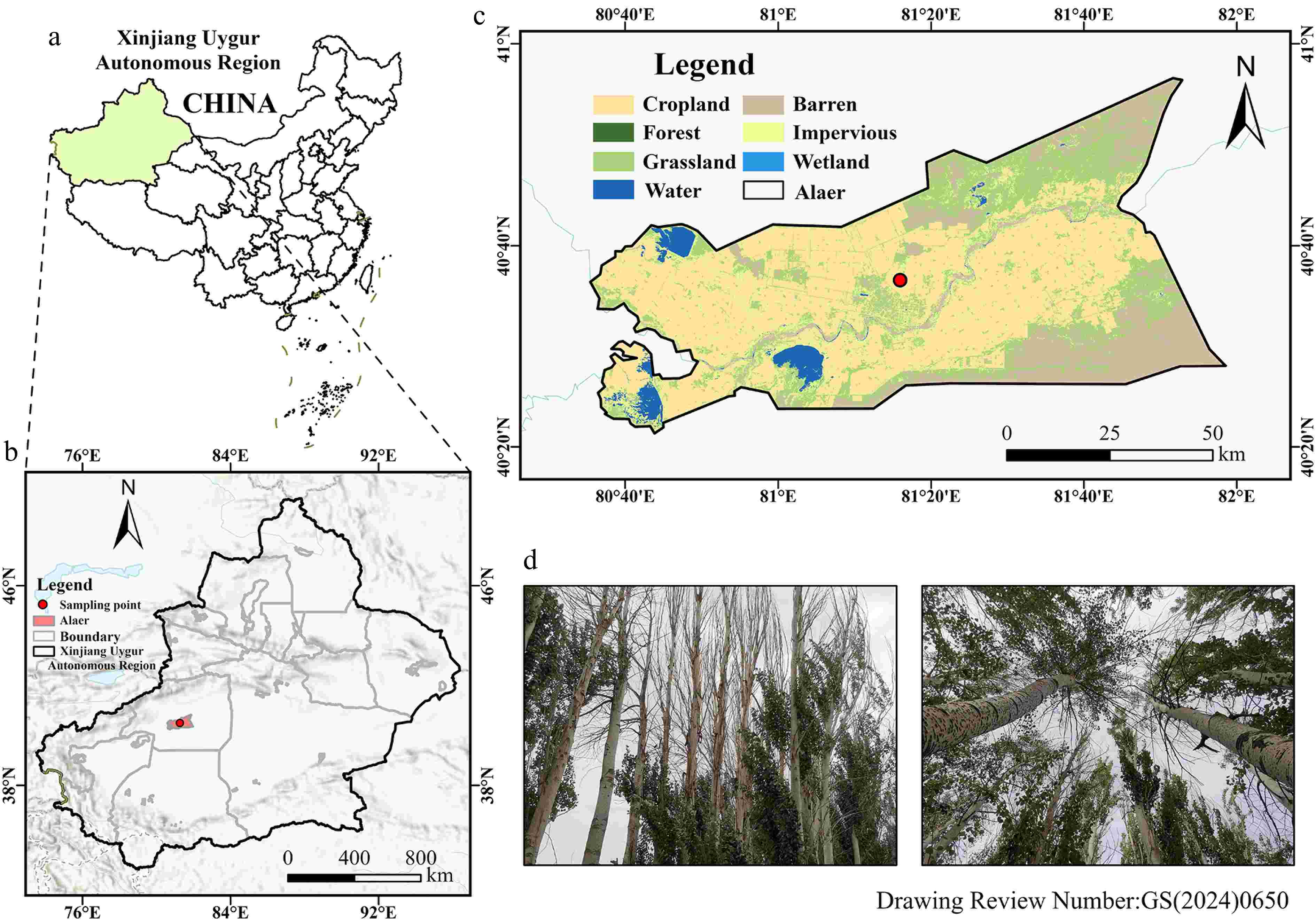 Hydraulic limitation drives differential crown dieback in Populus