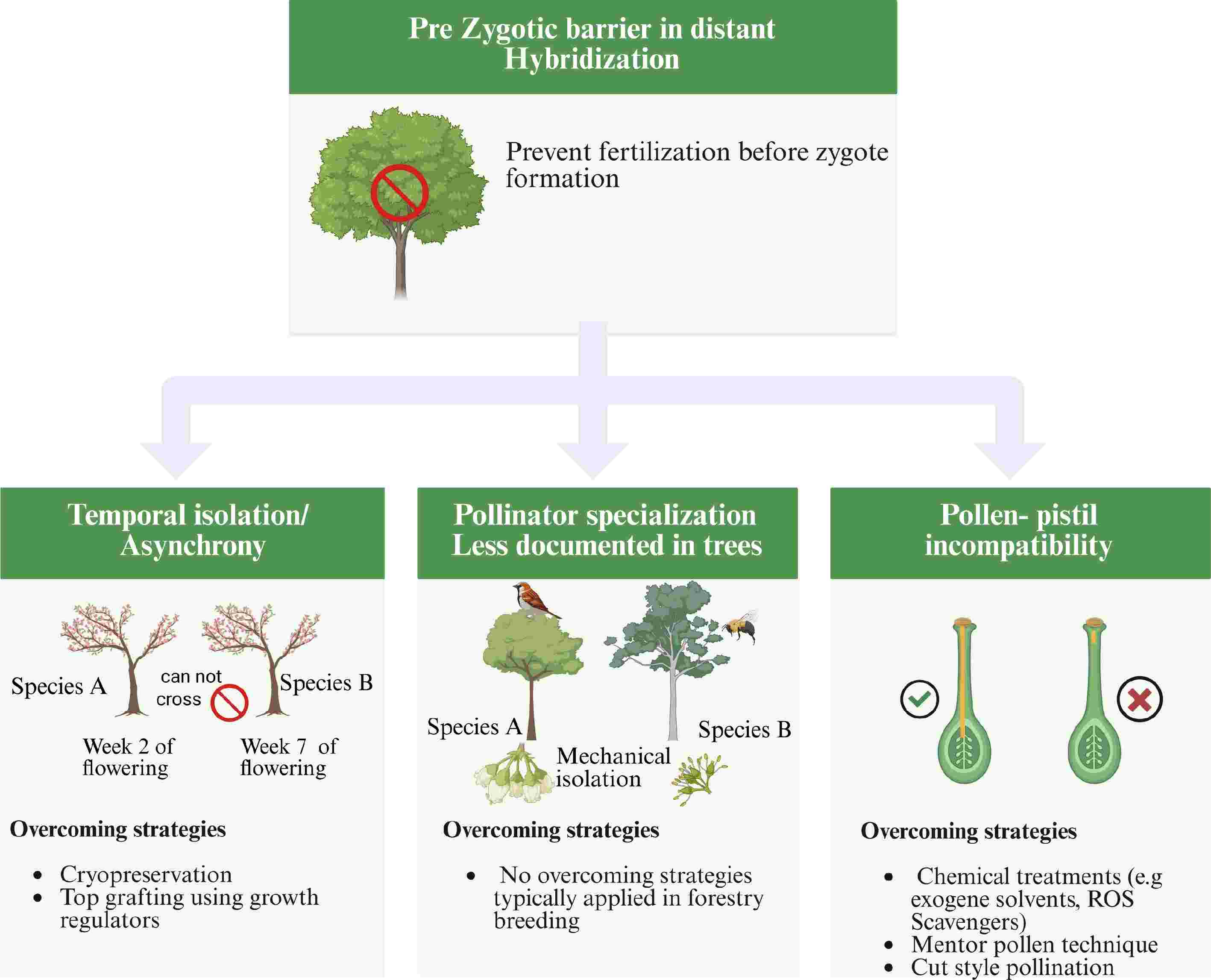 Breaking barriers advances and prospects for distant hybridization