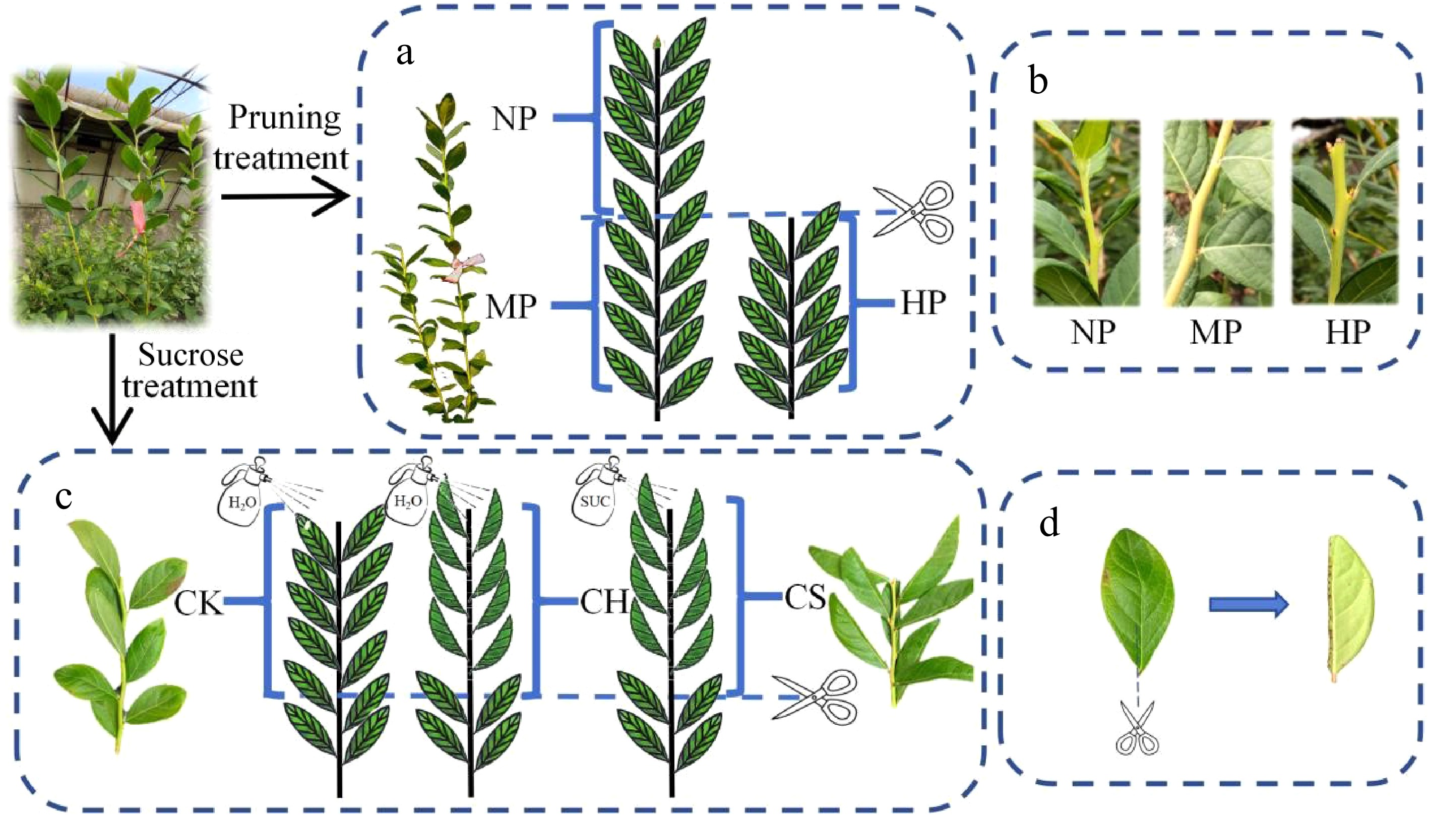 Group  – Up Against Tha Wall Sucrose participates in the flower bud differentiation