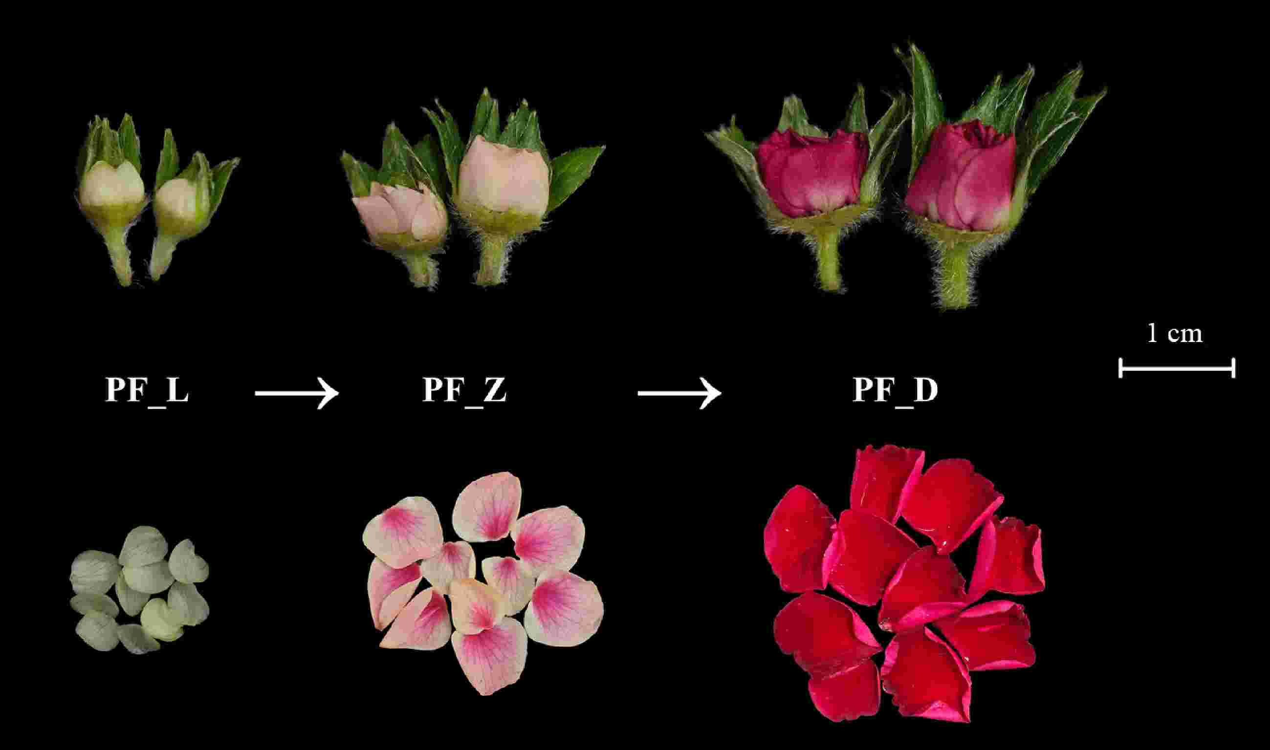 Integrated high-throughput sequencing approach provides insights into the  mechanism of flower development in pink-flowered strawberry