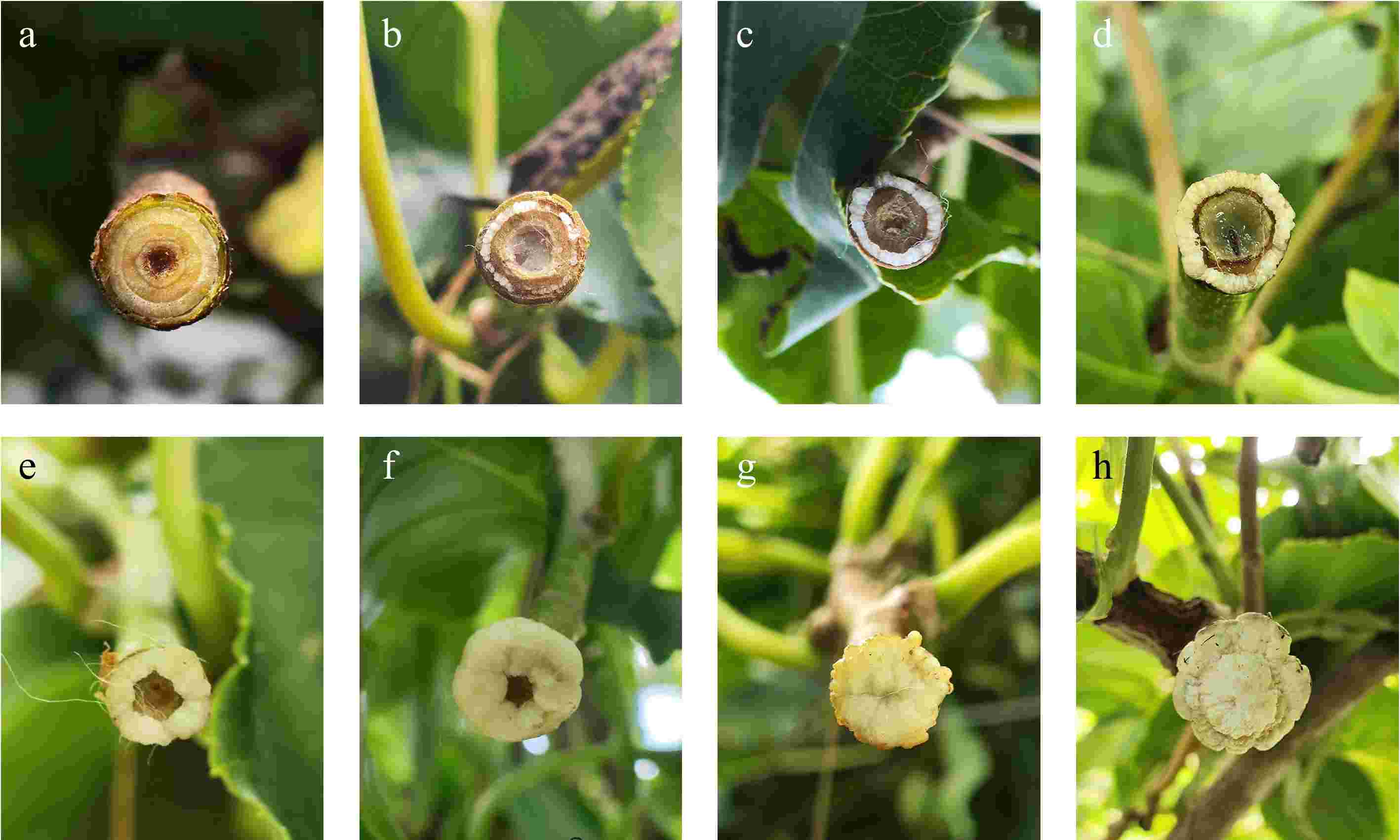 Establishment of an in vivo callus induction and bud regeneration