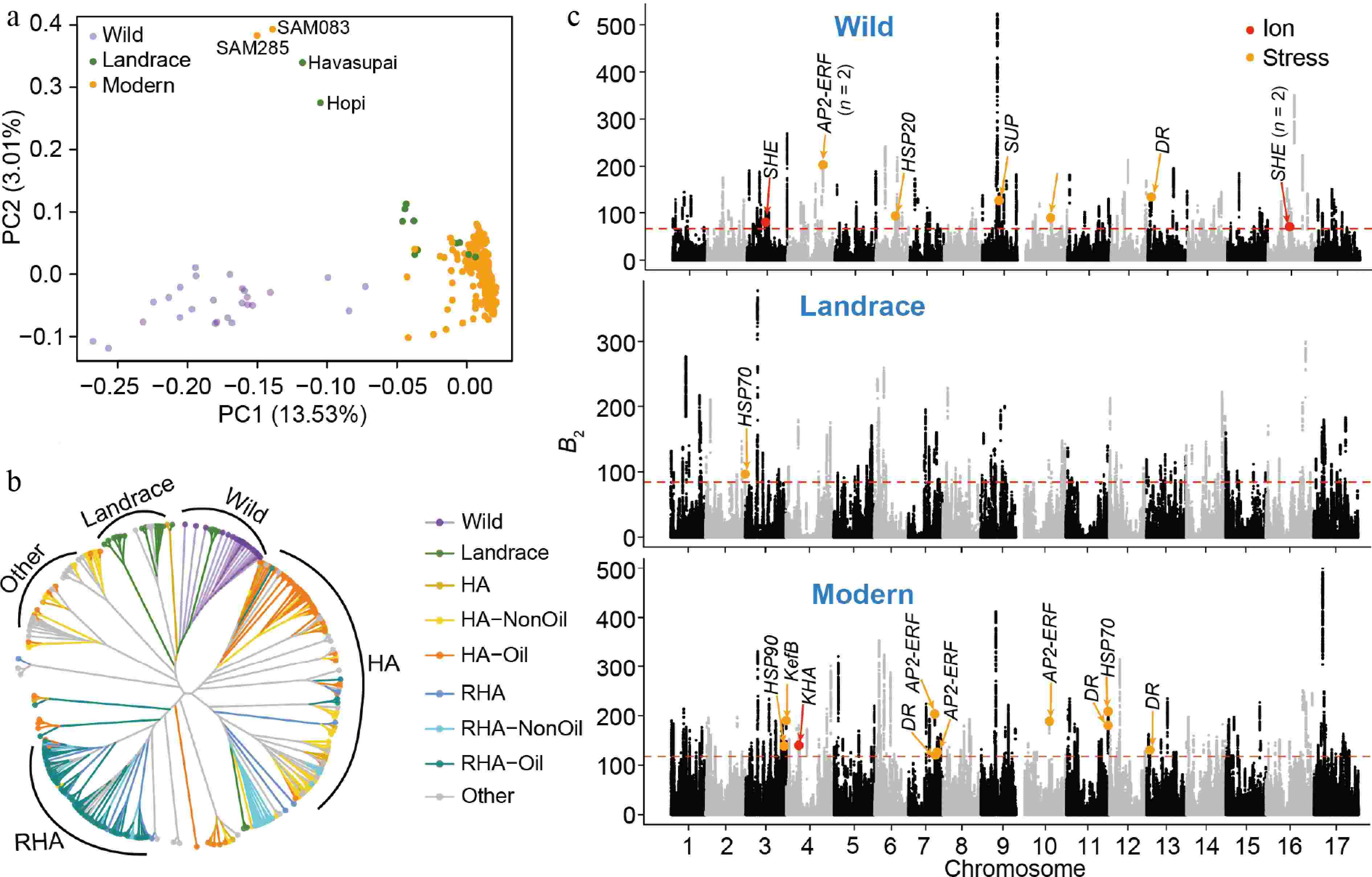 え Domestication and improvement reshaped the genomic architecture of