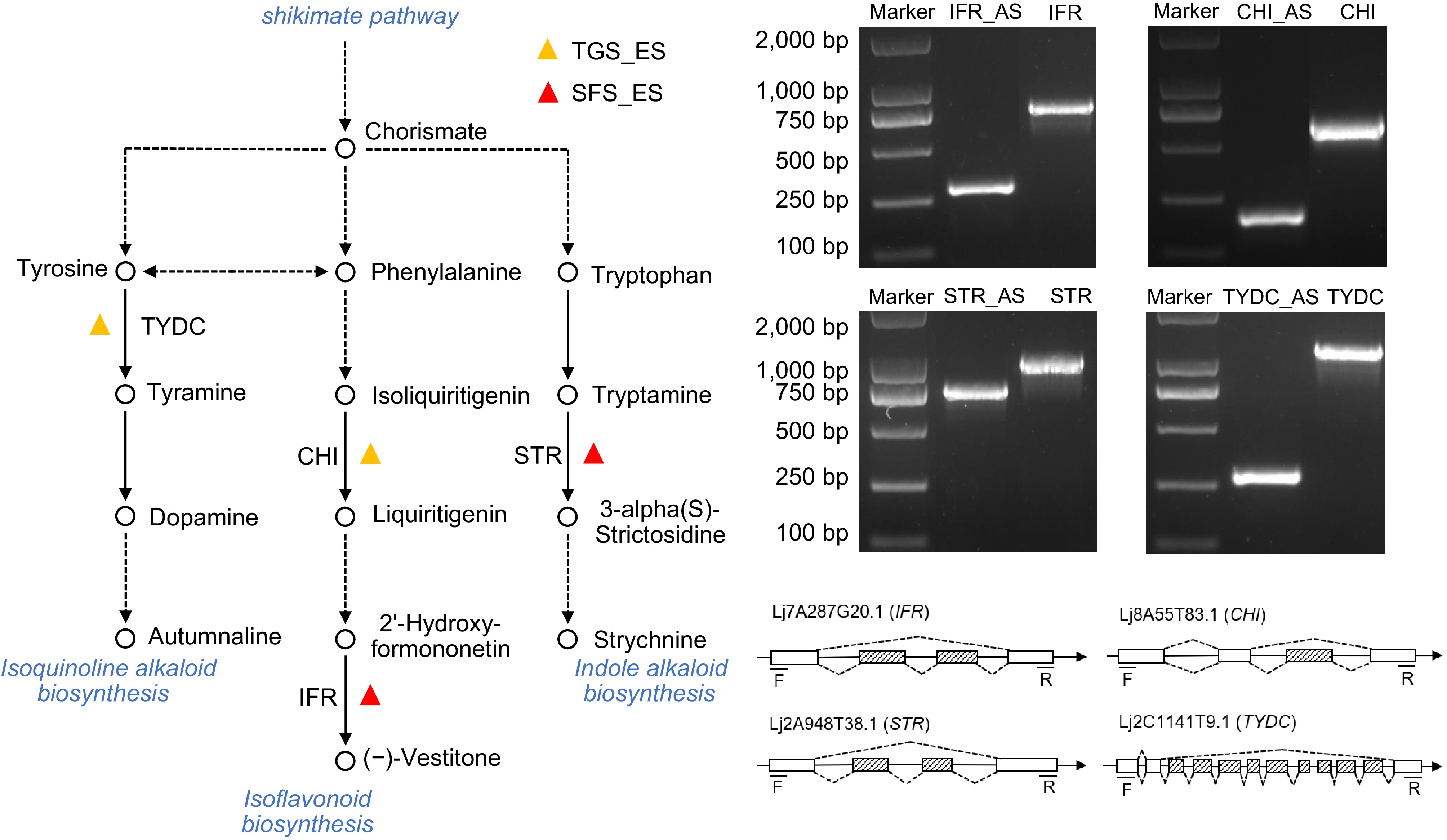 Transcriptomic analysis to understand the alternative
