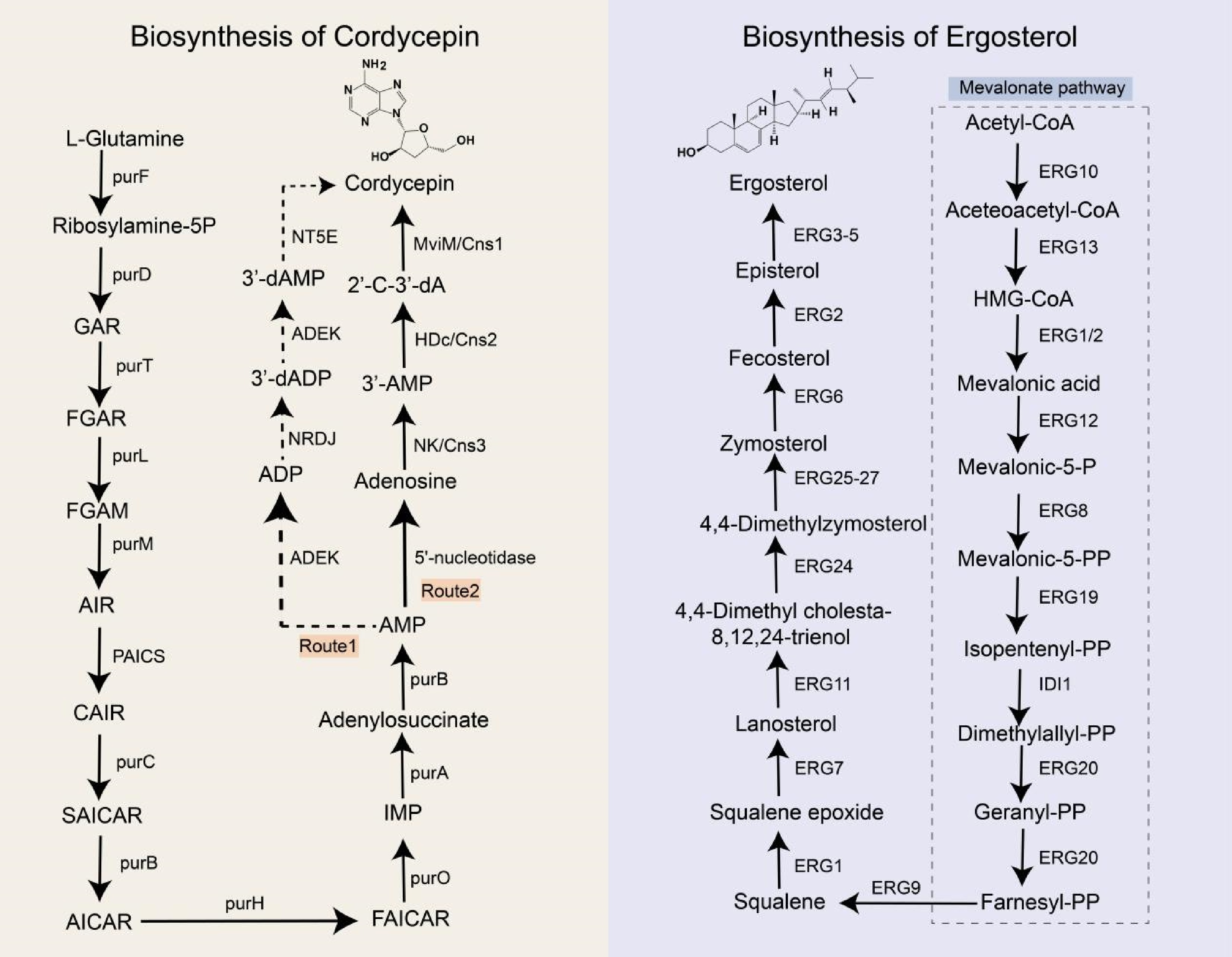 その他 q Composition, biosynthesis and pharmacological activities of