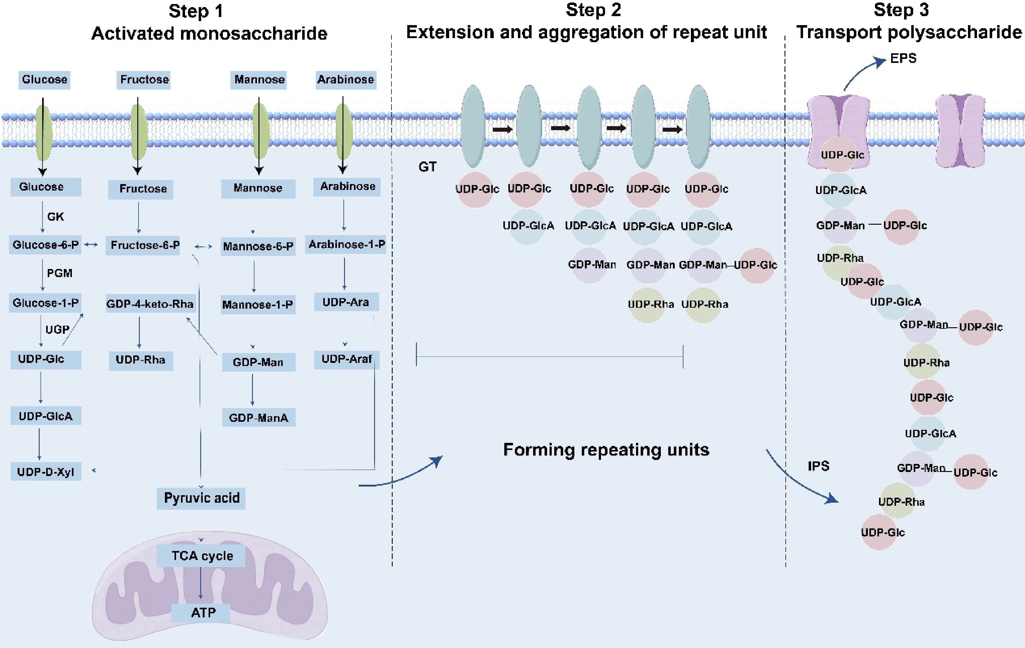 リアン様 Composition, biosynthesis and pharmacological activities of