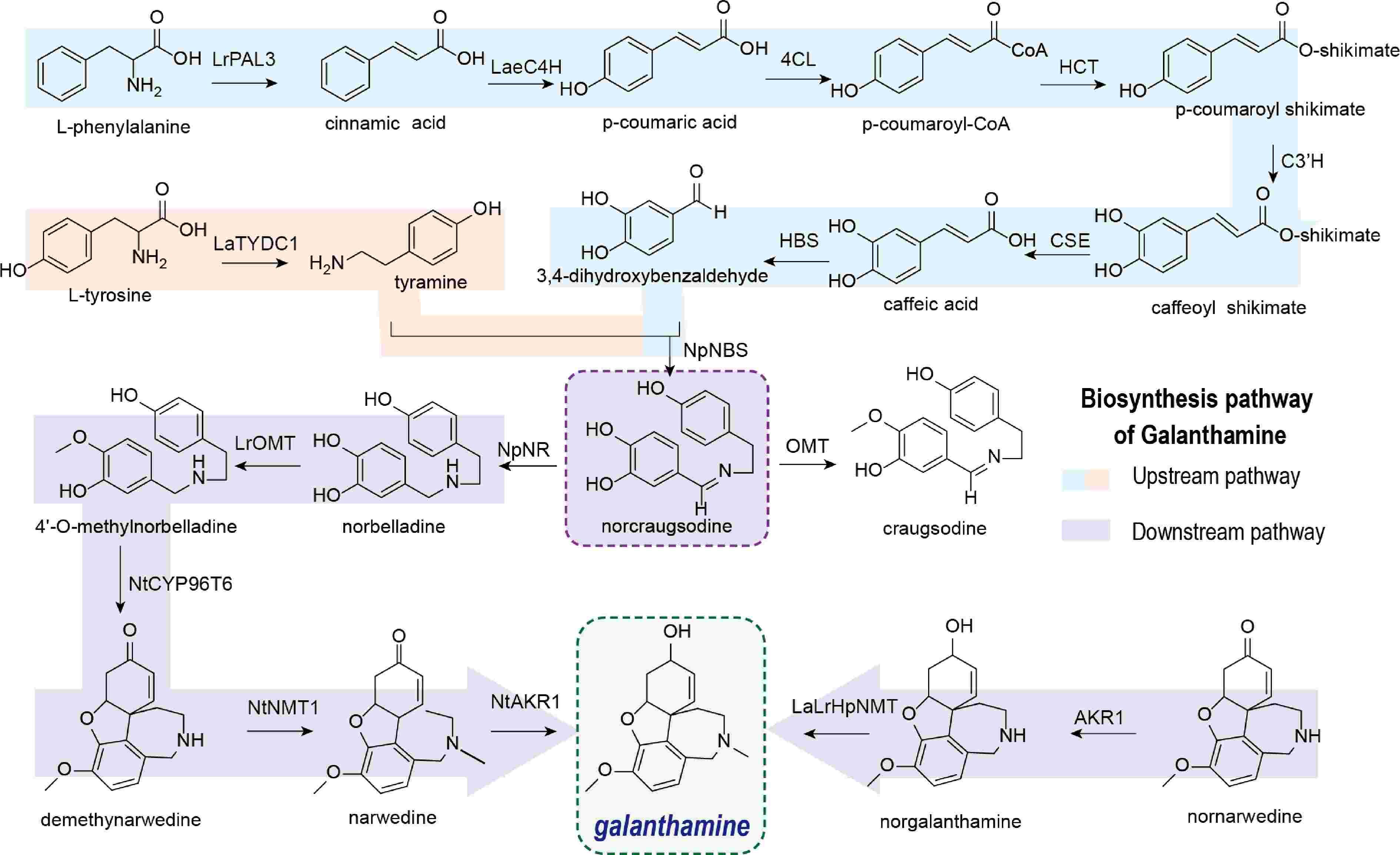 Biosynthesis, total synthesis, and pharmacological activities of  galanthamine and its analogues