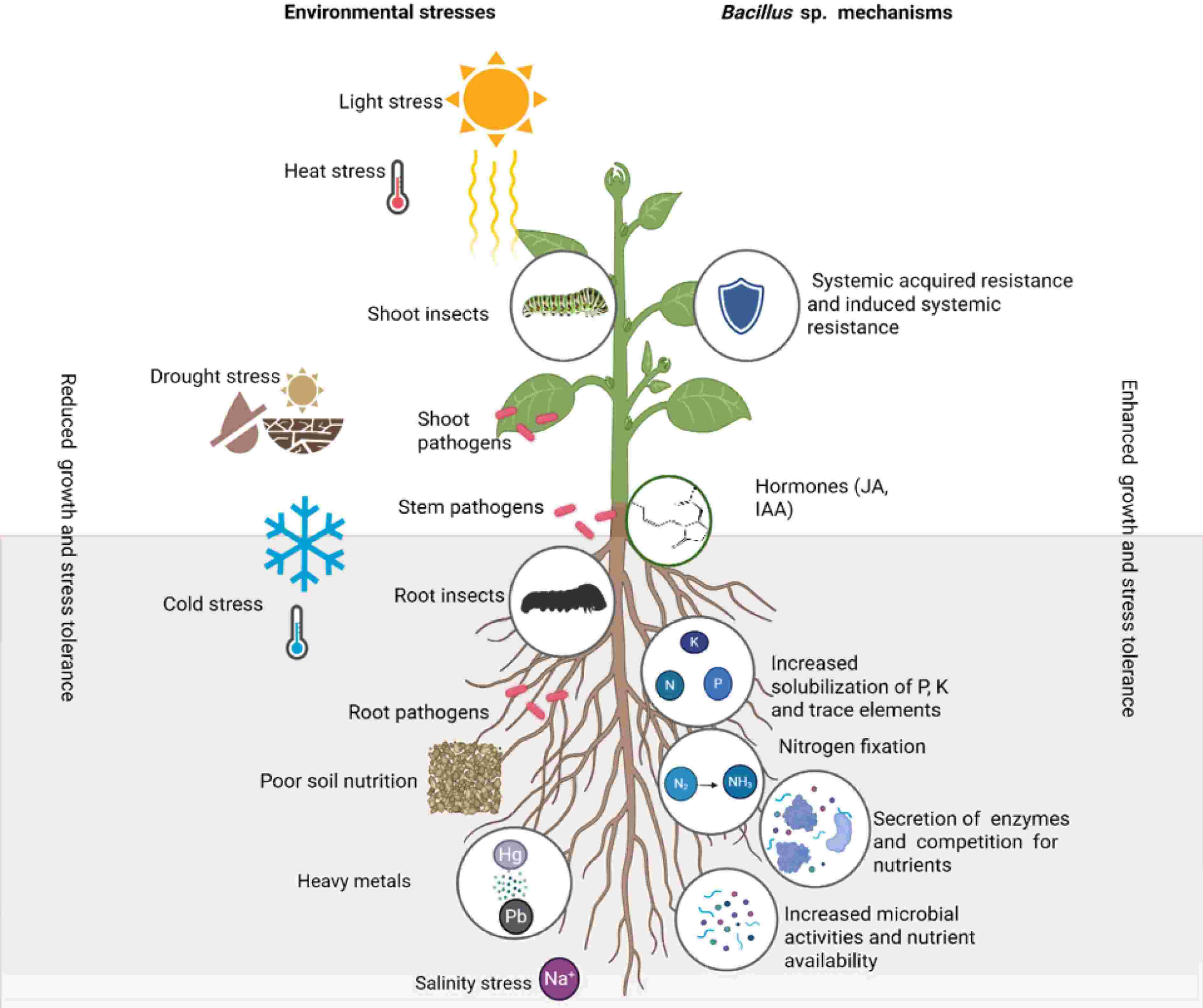 Harnessing Bacillus spp. for sustainable production of medicinal