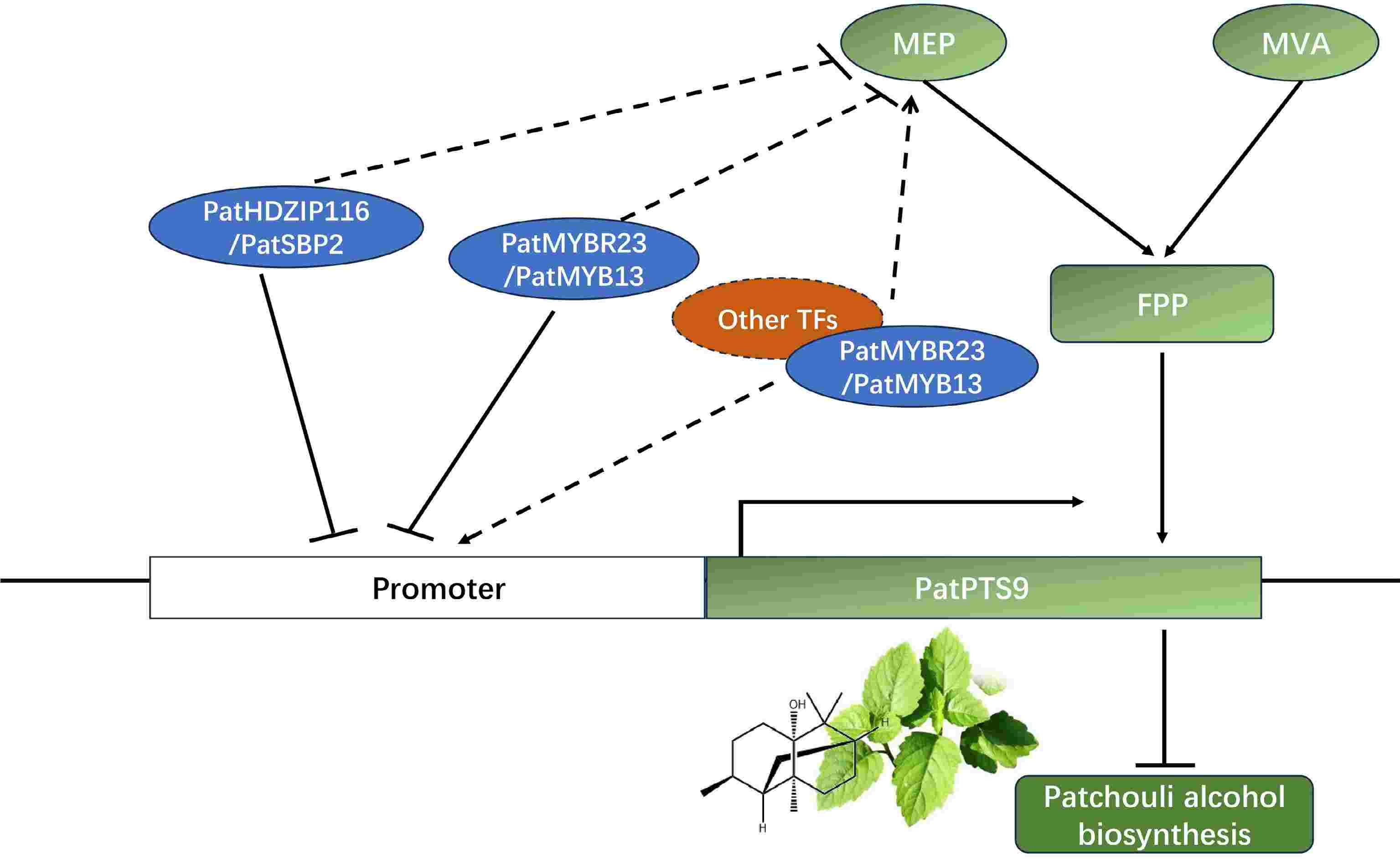 Global identification and functional validation of transcription