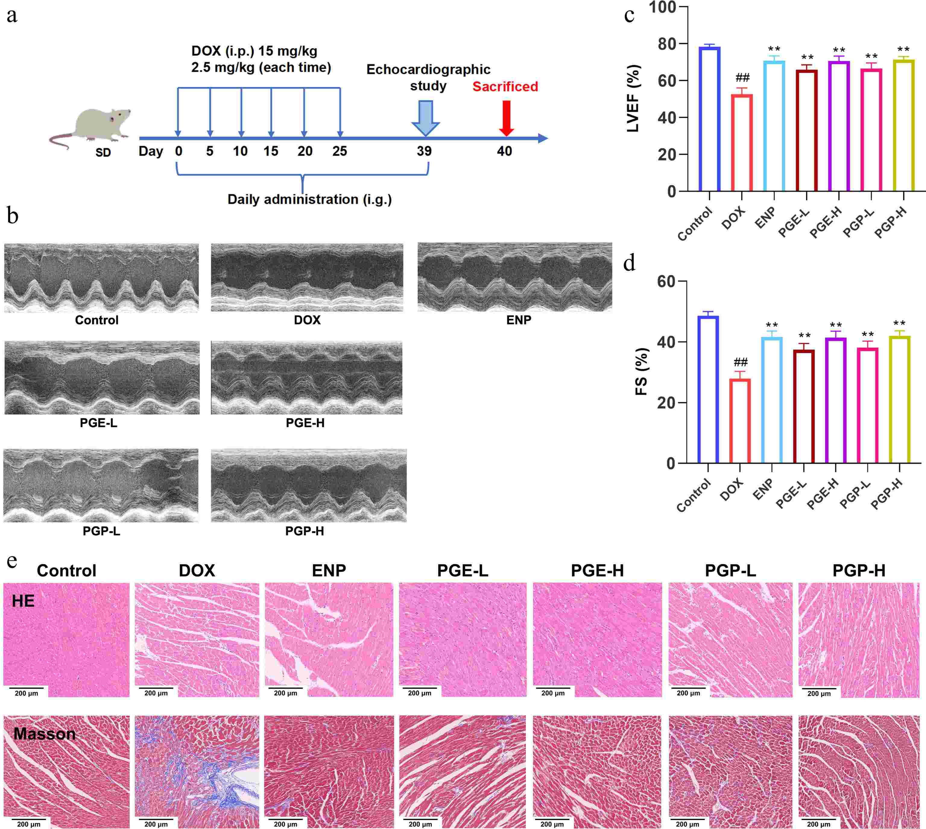 Study on the structure, cardioprotective function, and mechanism of an inulin-type fructan in Platycodon grandiflorum and its resource development