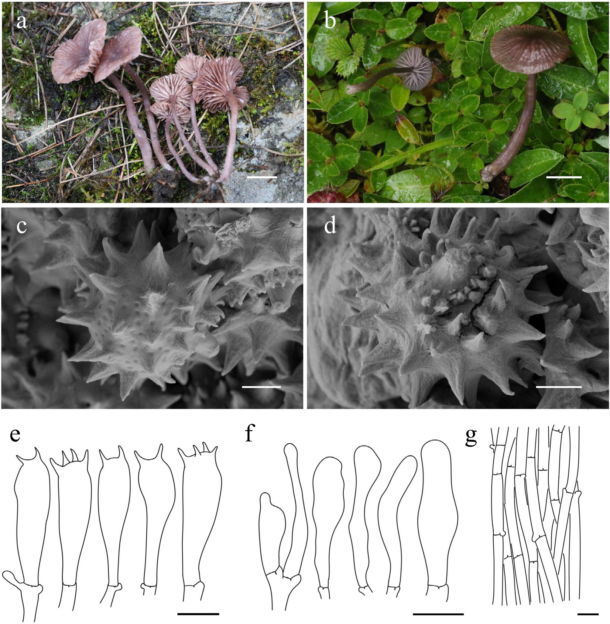 Exploring macrofungal diversity hotspot of the Qinghai–Xizang