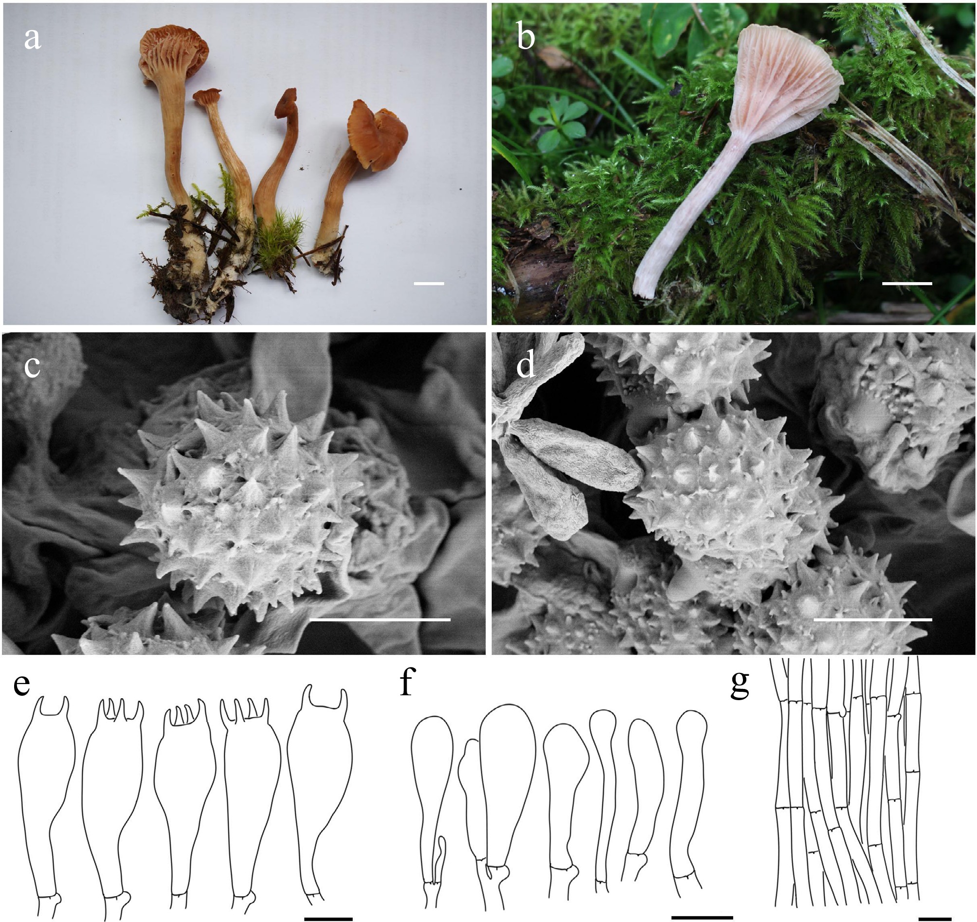 Exploring macrofungal diversity hotspot of the Qinghai–Xizang