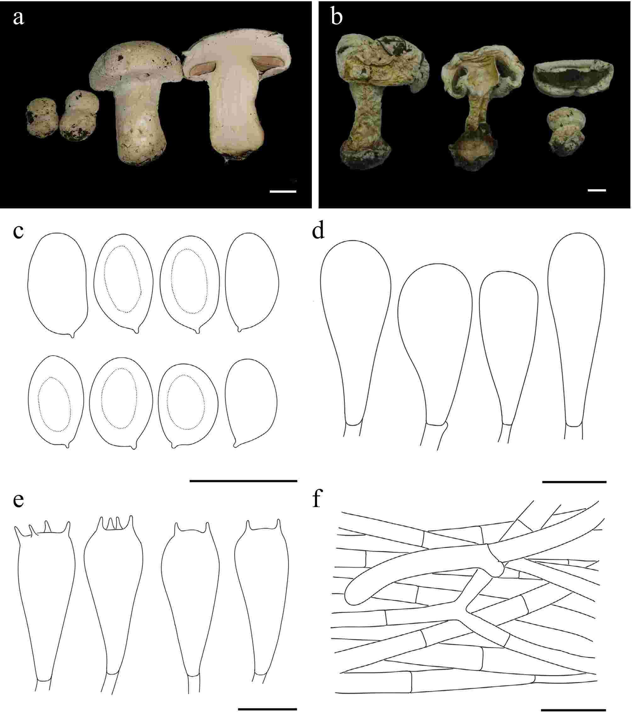 Exploring macrofungal diversity hotspot of the Qinghai–Xizang