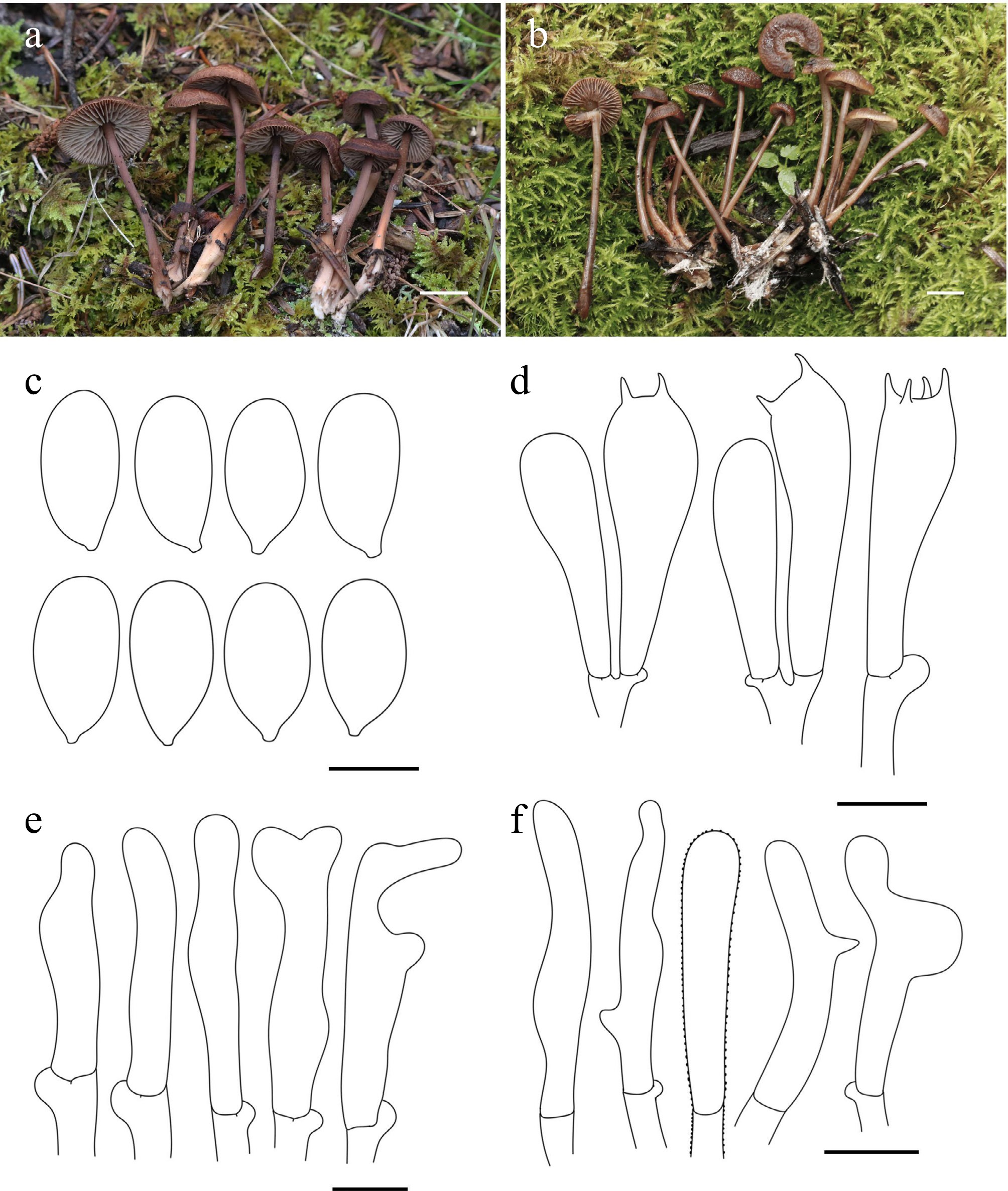 Exploring macrofungal diversity hotspot of the Qinghai–Xizang
