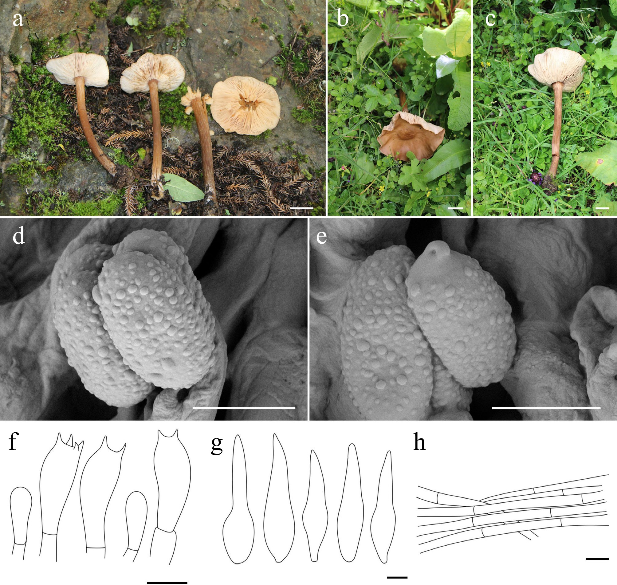 Exploring macrofungal diversity hotspot of the Qinghai–Xizang