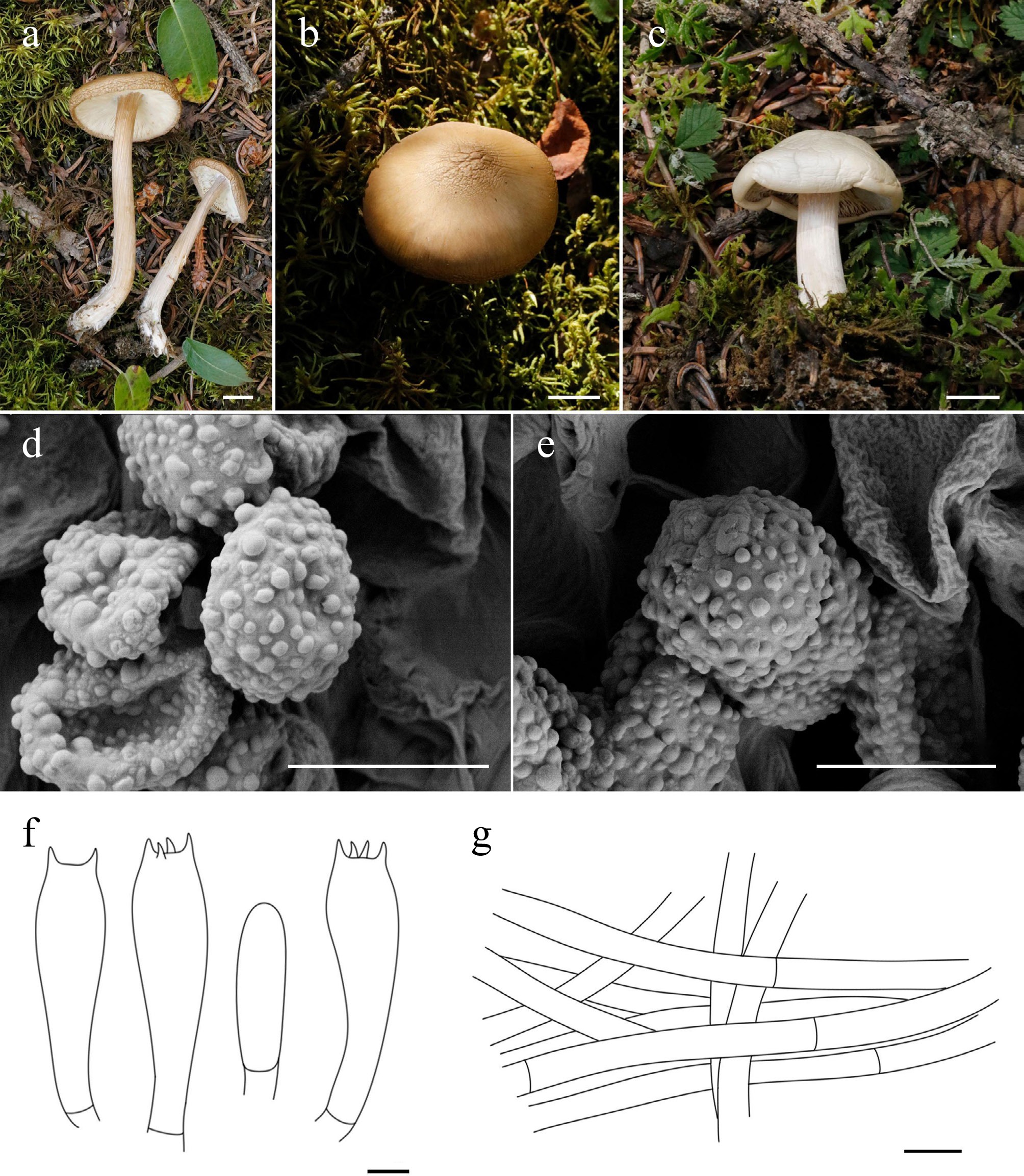 Exploring macrofungal diversity hotspot of the Qinghai–Xizang