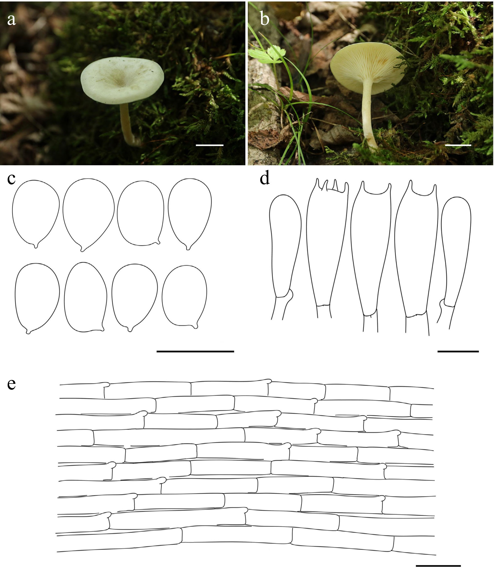 Exploring macrofungal diversity hotspot of the Qinghai–Xizang