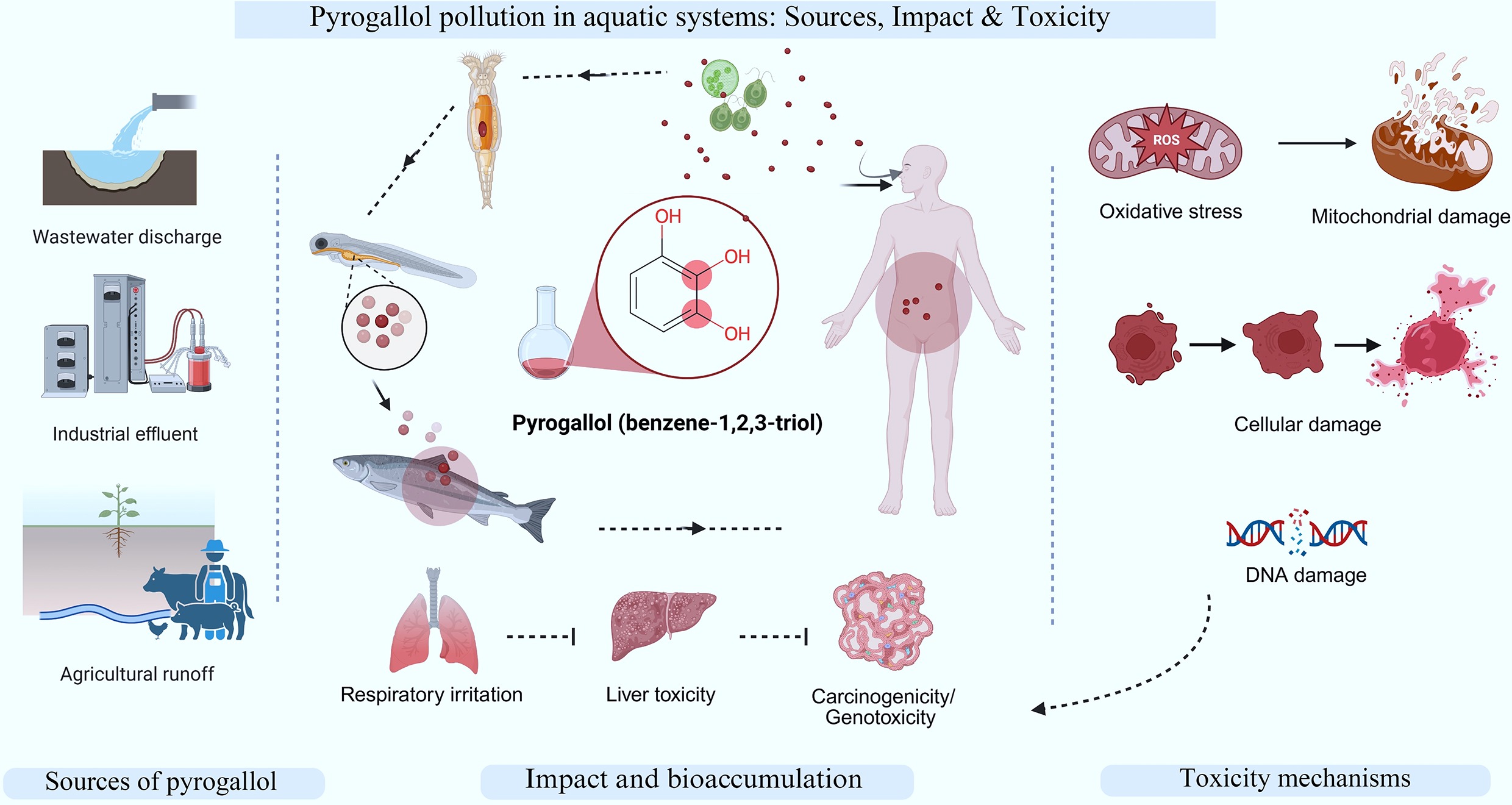 Graphical Abstract