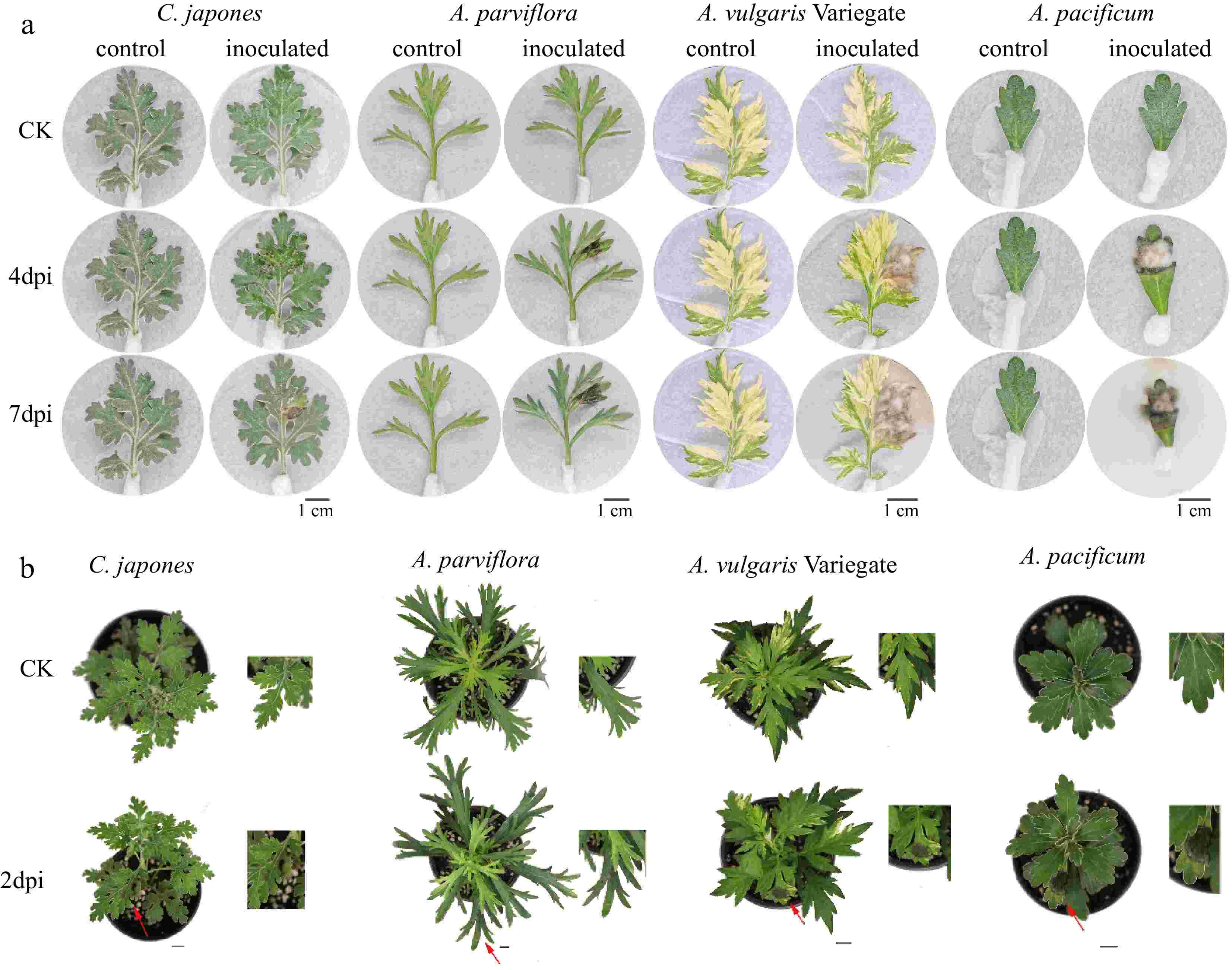 Genetic resources resistant to black spot Alternaria alternate