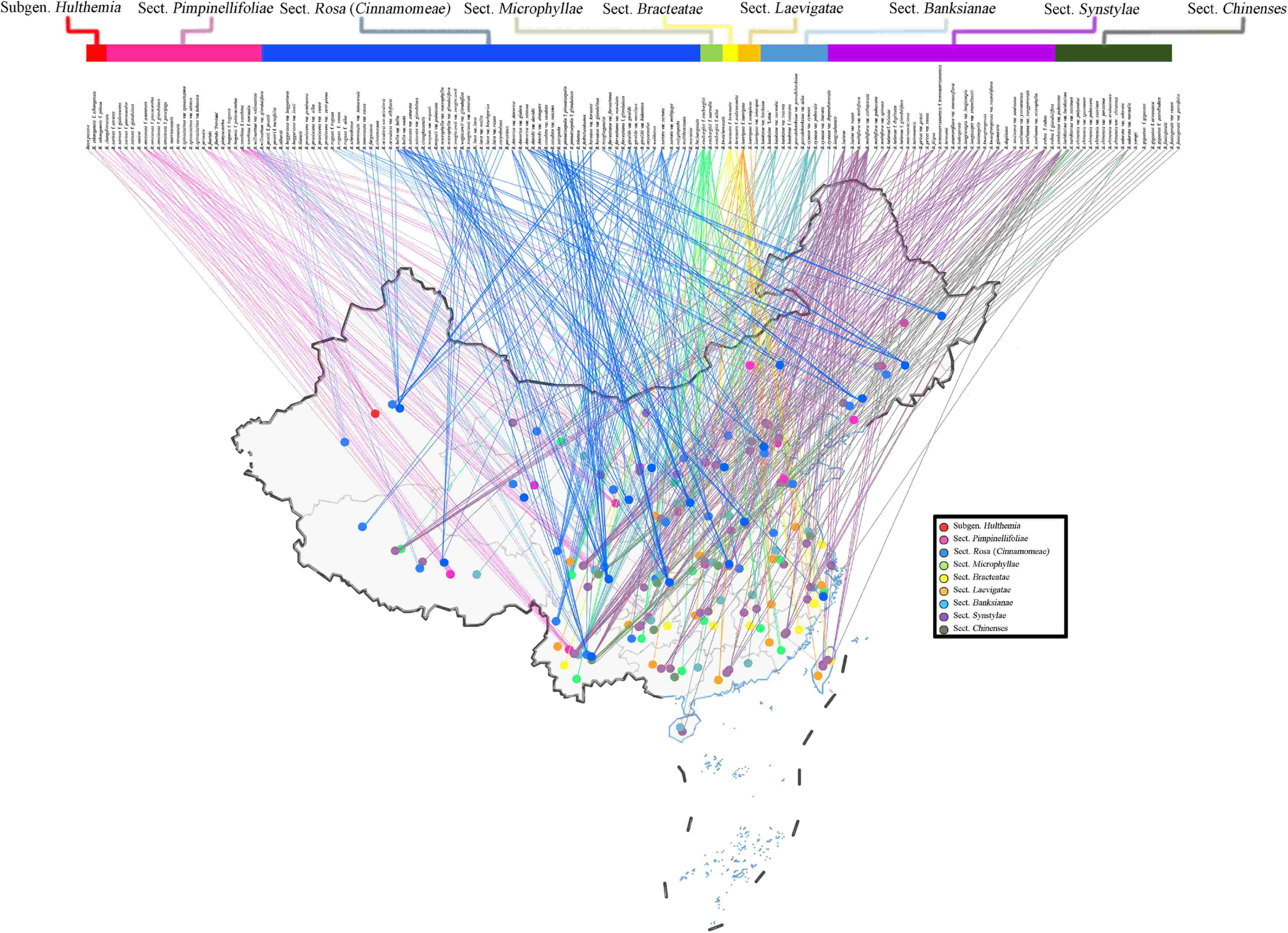 Genus Rosa L. in China advances in resources and taxonomy