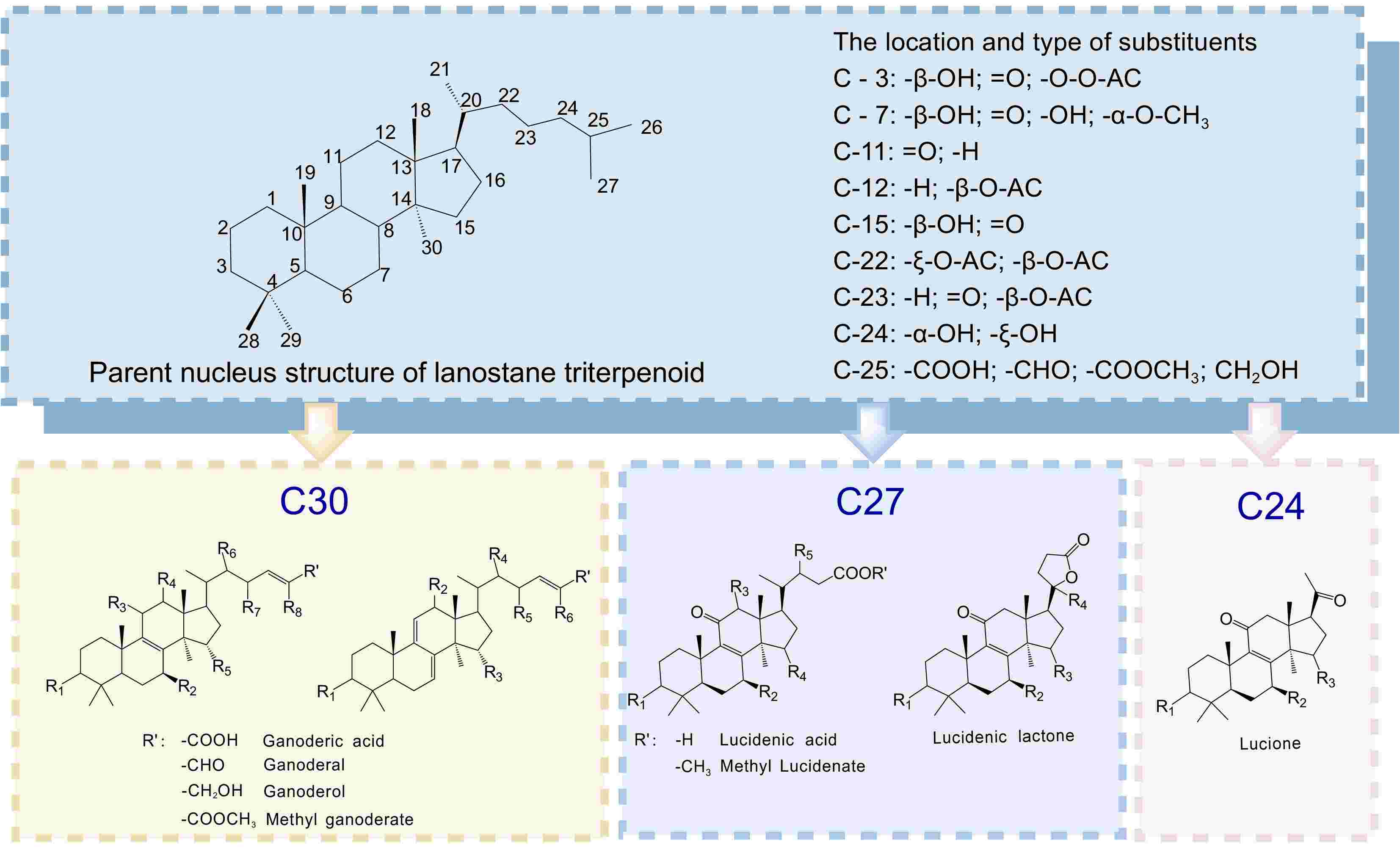 Ganoderma triterpenoids a review of pharmacological advances