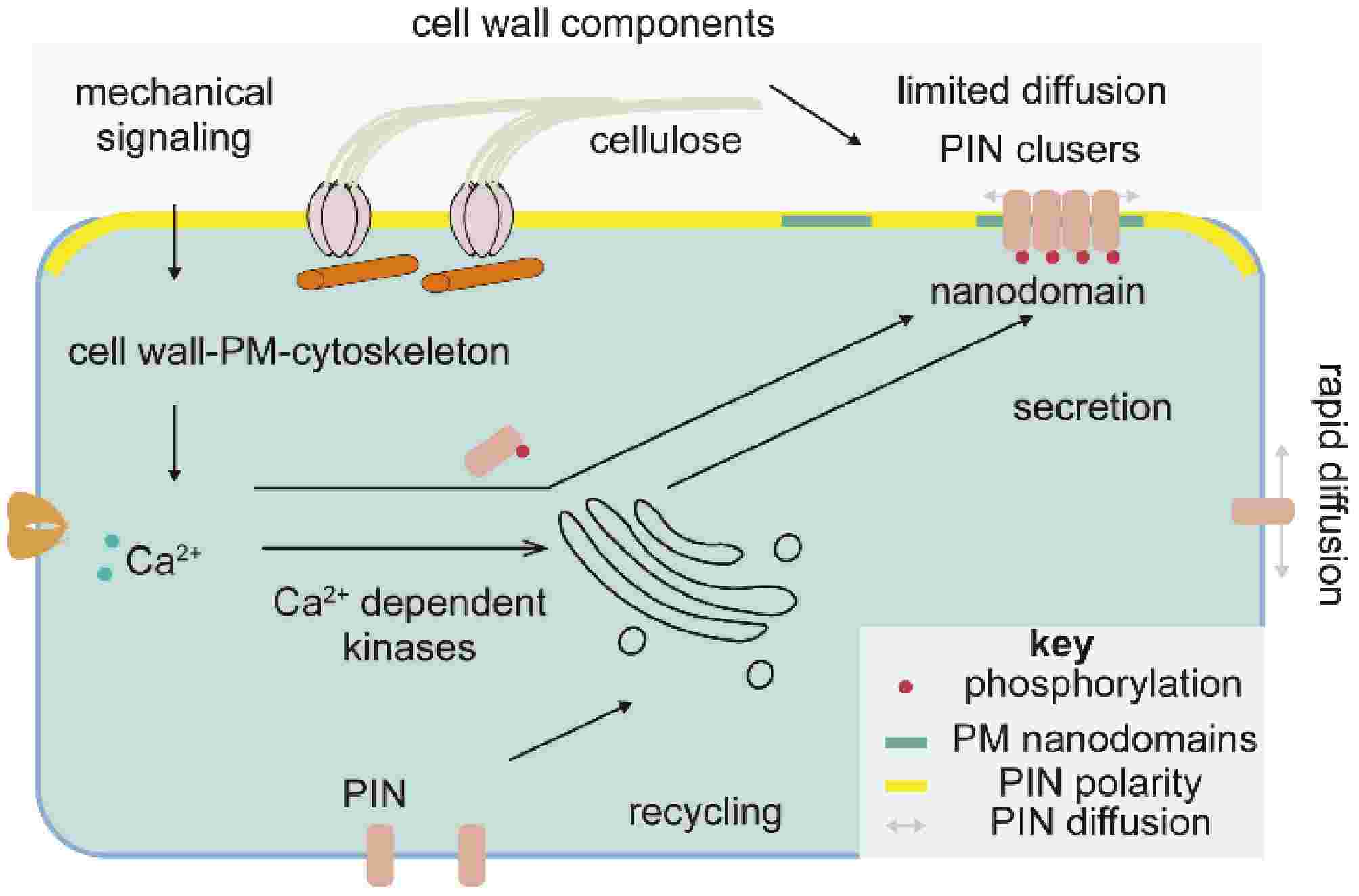 Linking cell wall and phytohormone signaling