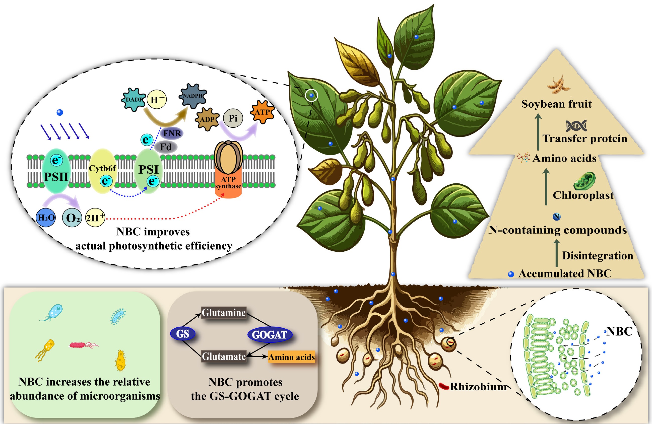 Graphical Abstract