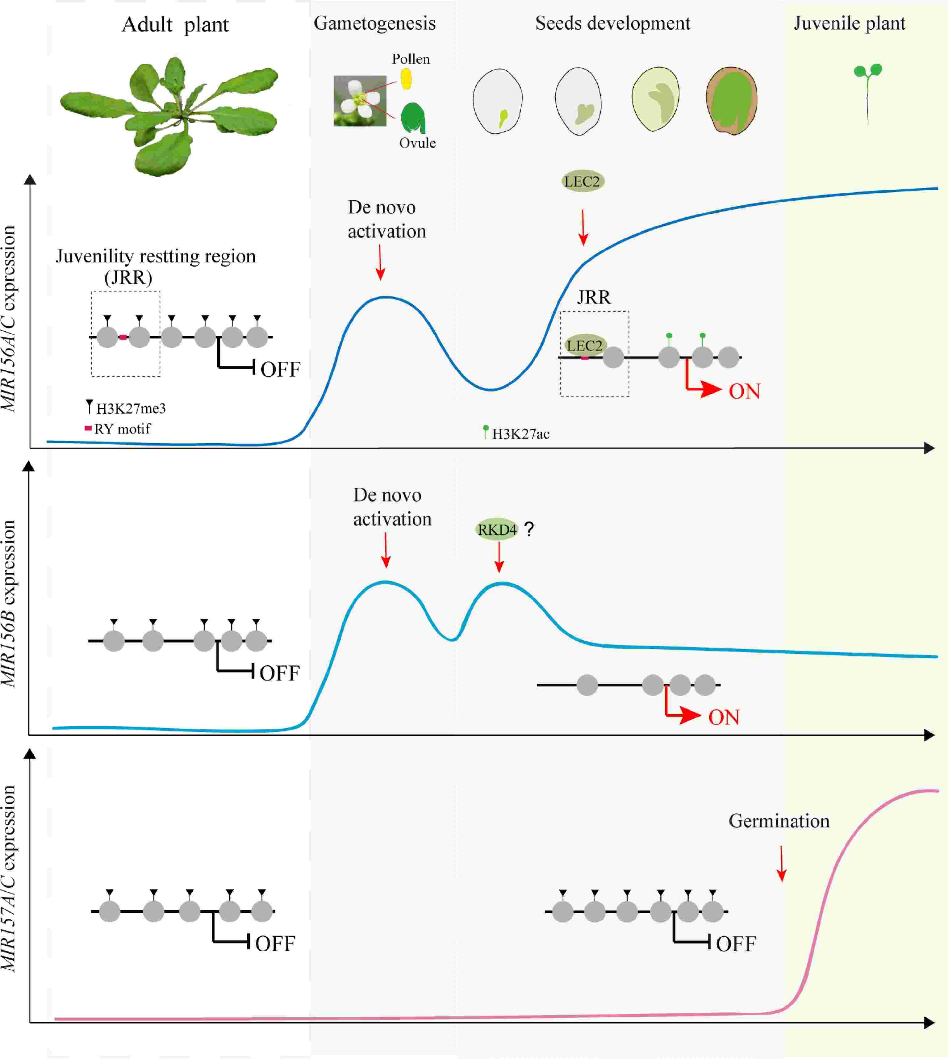 Seed-based epigenetic resetting through histone modifications