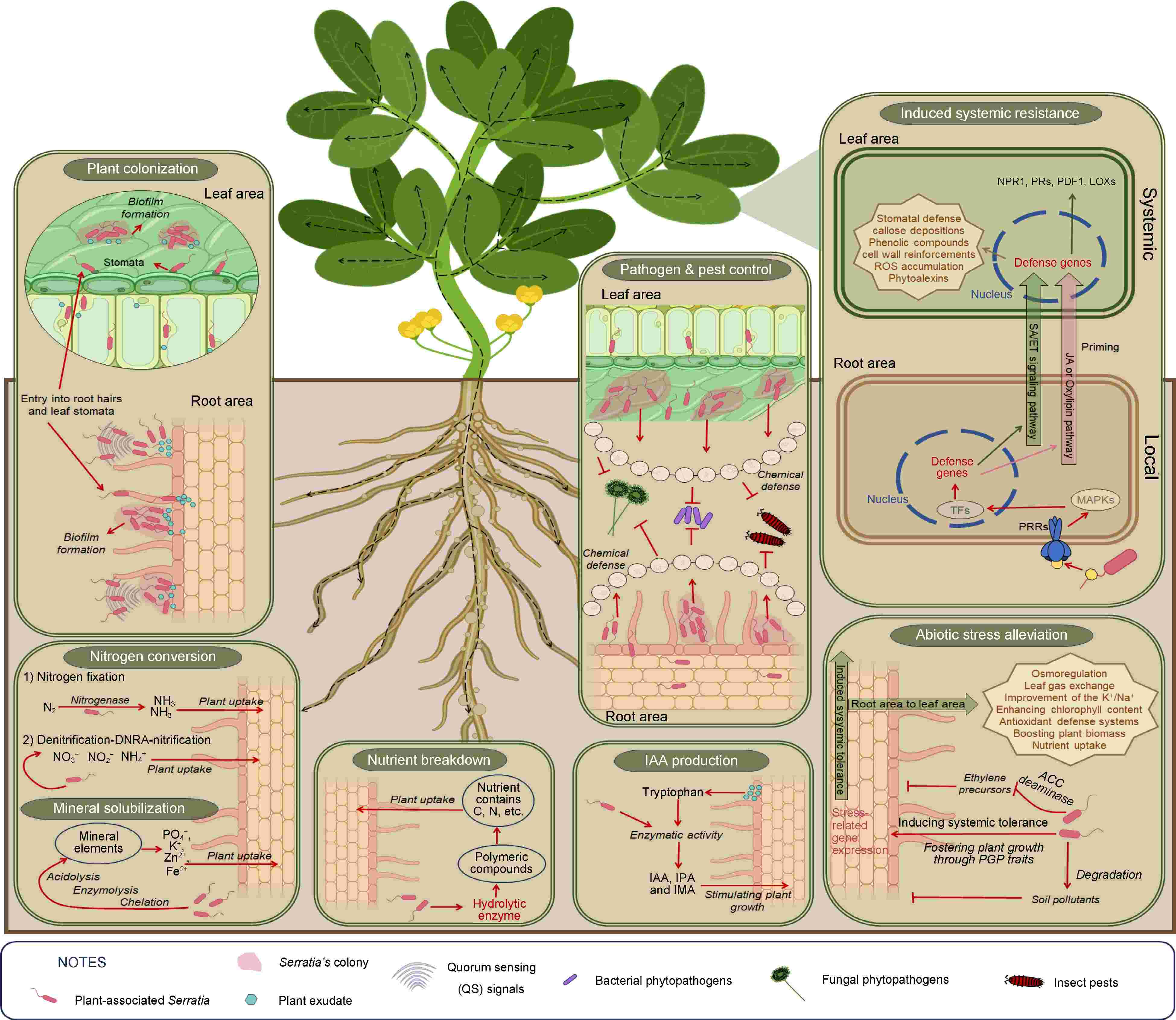 Role of plant-associated microbes in plant health and development 