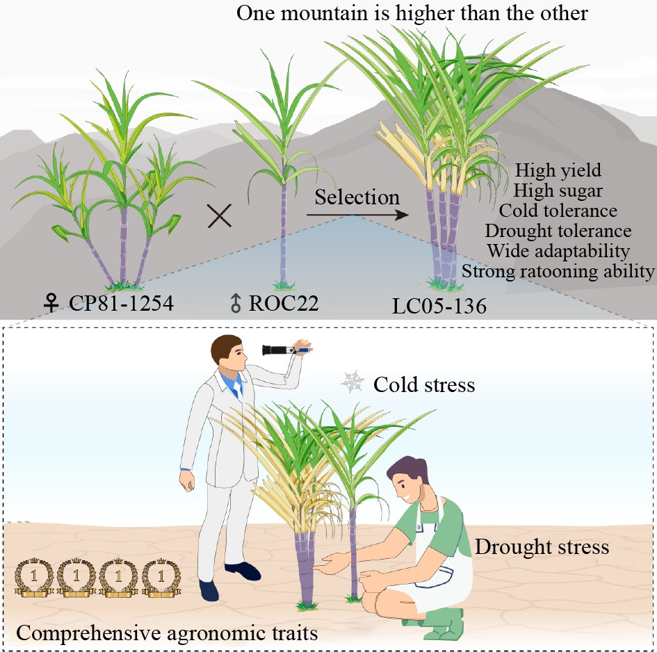 Graphical Abstract