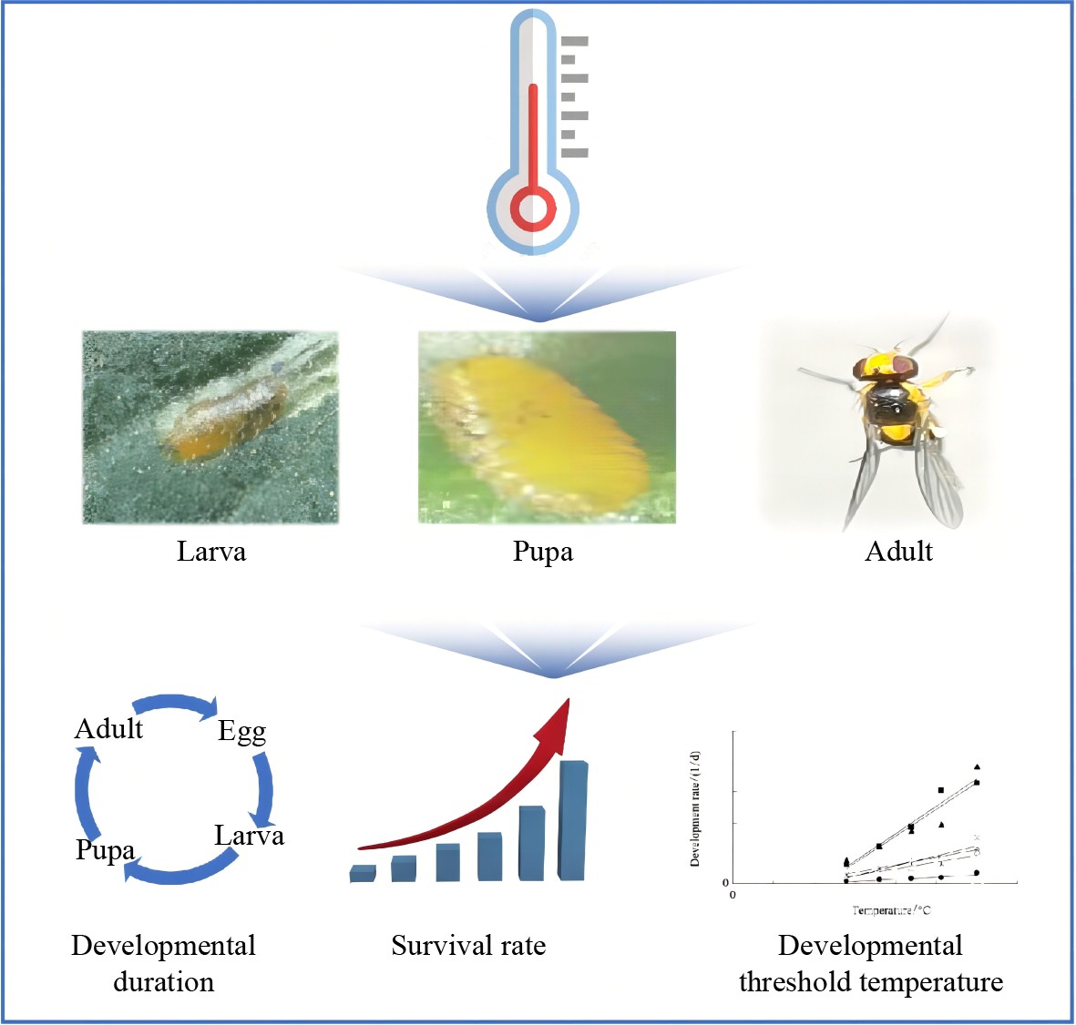 Graphical Abstract